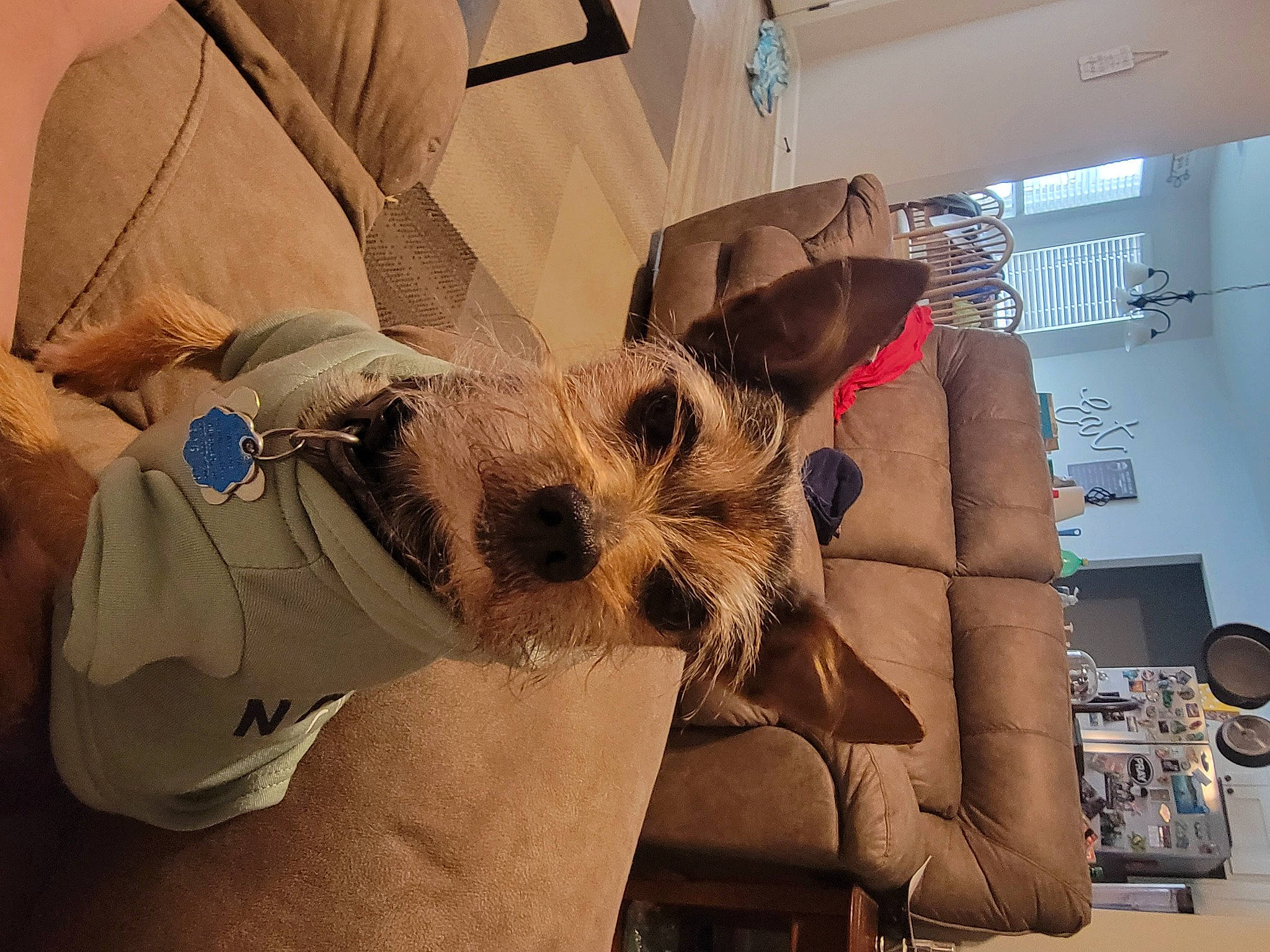 Indy is registered to the contest to win money with this photo: bag, carnivore, companion_dog, event, eyewear, fashion_accessory, fawn, felidae, fur, present, room, sporting_group, stuffed_toy, sunglasses, whiskers