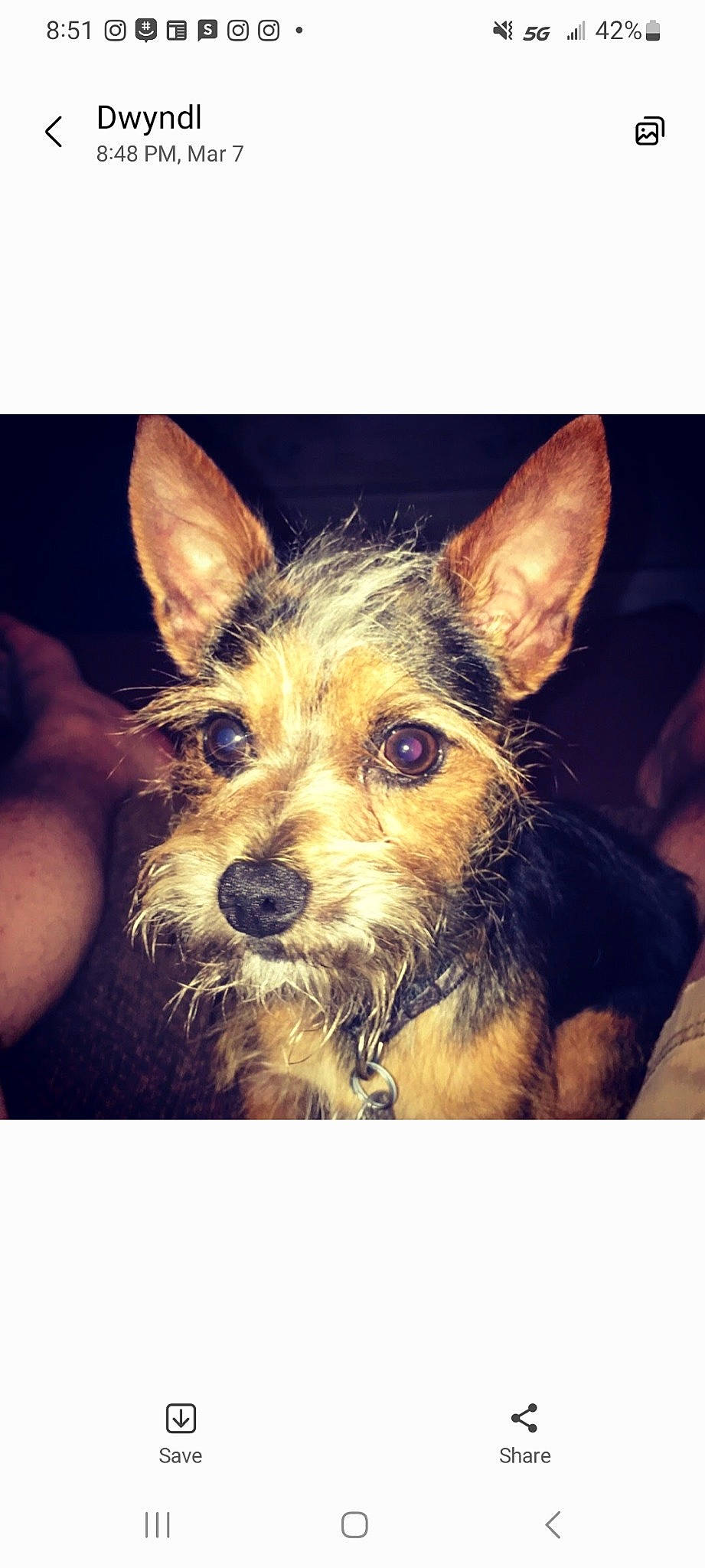 Indy joined the competition — help win amazing prizes! canidae, carnivore, companion_dog, dog, dog_breed, ear, electric_blue, fawn, fur, happy, snout, sporting_group, square, toy_dog, whiskers, working_animal