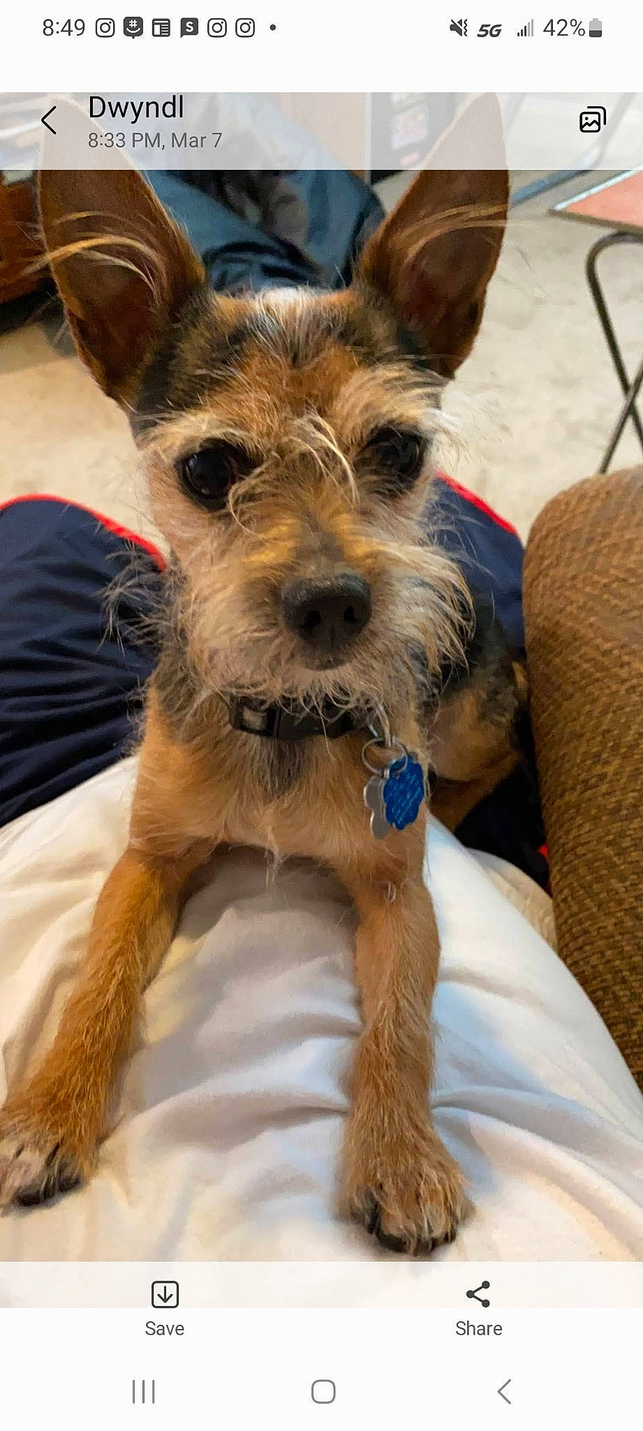 Indy is registered to the contest to win money with this photo: canidae, carnivore, collar, companion_dog, dog, dog_breed, dog_collar, dog_supply, ear, fawn, fur, hat, liver, scottish_terrier, small_terrier, snout, sporting_group, terrier, working_animal