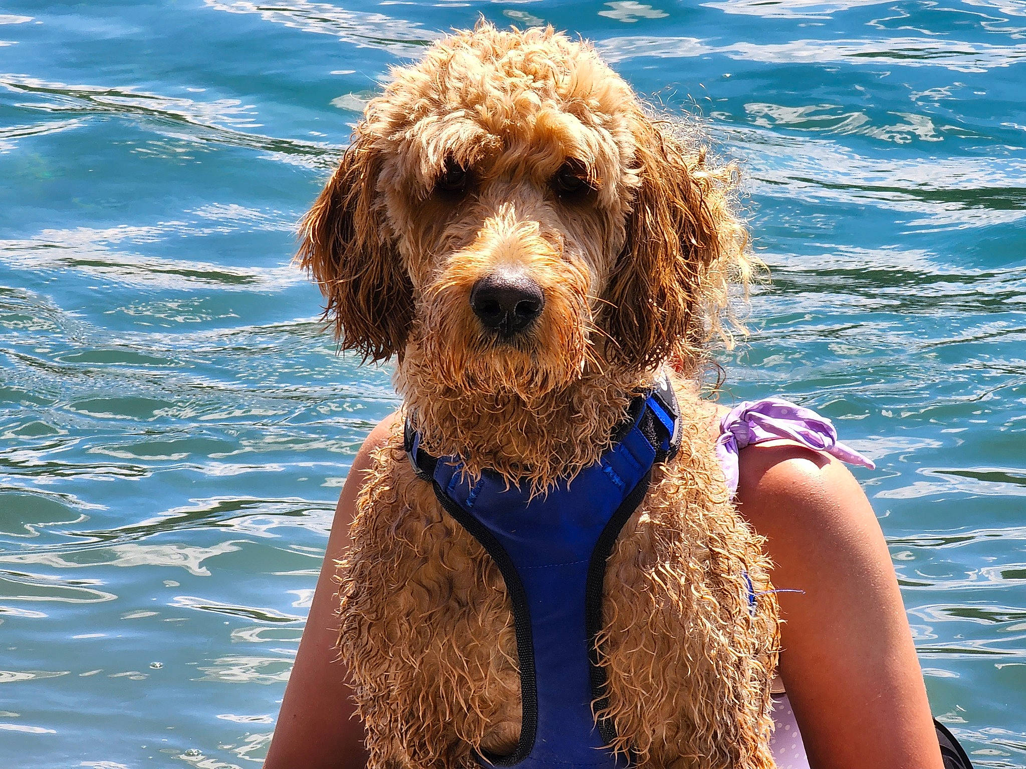 Opie is registered to the contest to win money with this photo: body_of_water, canidae, carnivore, companion_dog, dog, dog_breed, dog_collar, electric_blue, fawn, happy, labradoodle, lake, liver, snout, sporting_group, standard_poodle, terrier, vertebrate, water, water_dog