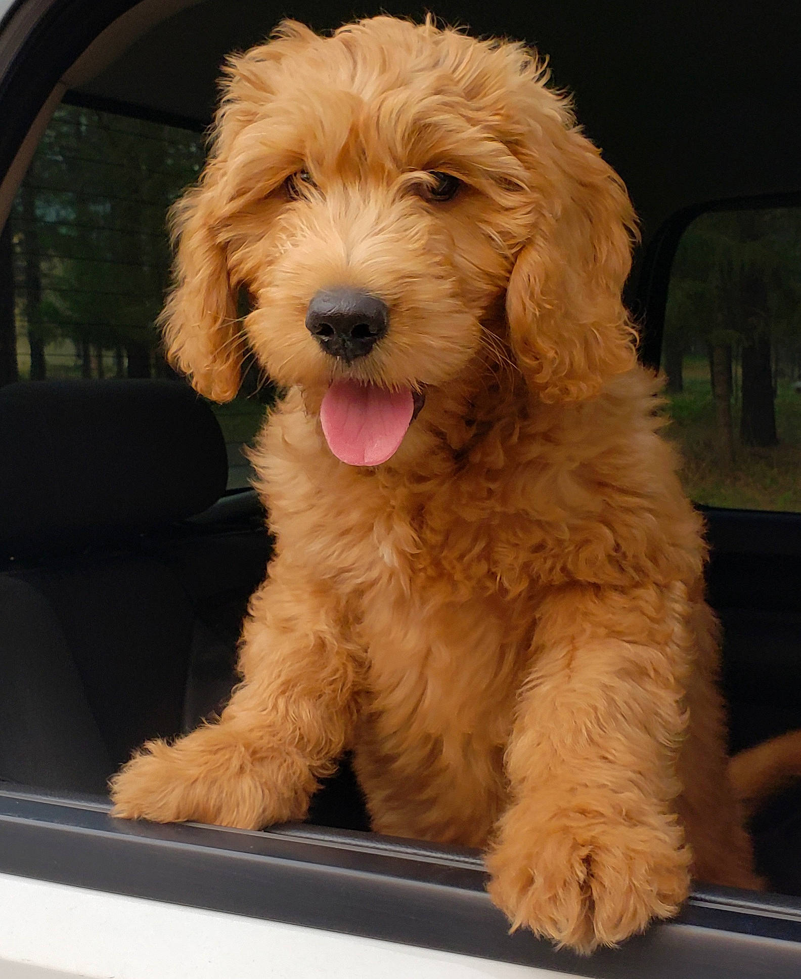 Opie is registered to the contest to win money with this photo: canidae, carnivore, companion_dog, dog, dog_breed, dog_collar, fur, labradoodle, maltepoo, snout, sporting_group, toy_dog, vehicle_door, water_dog, windshield, working_animal, yorkipoo