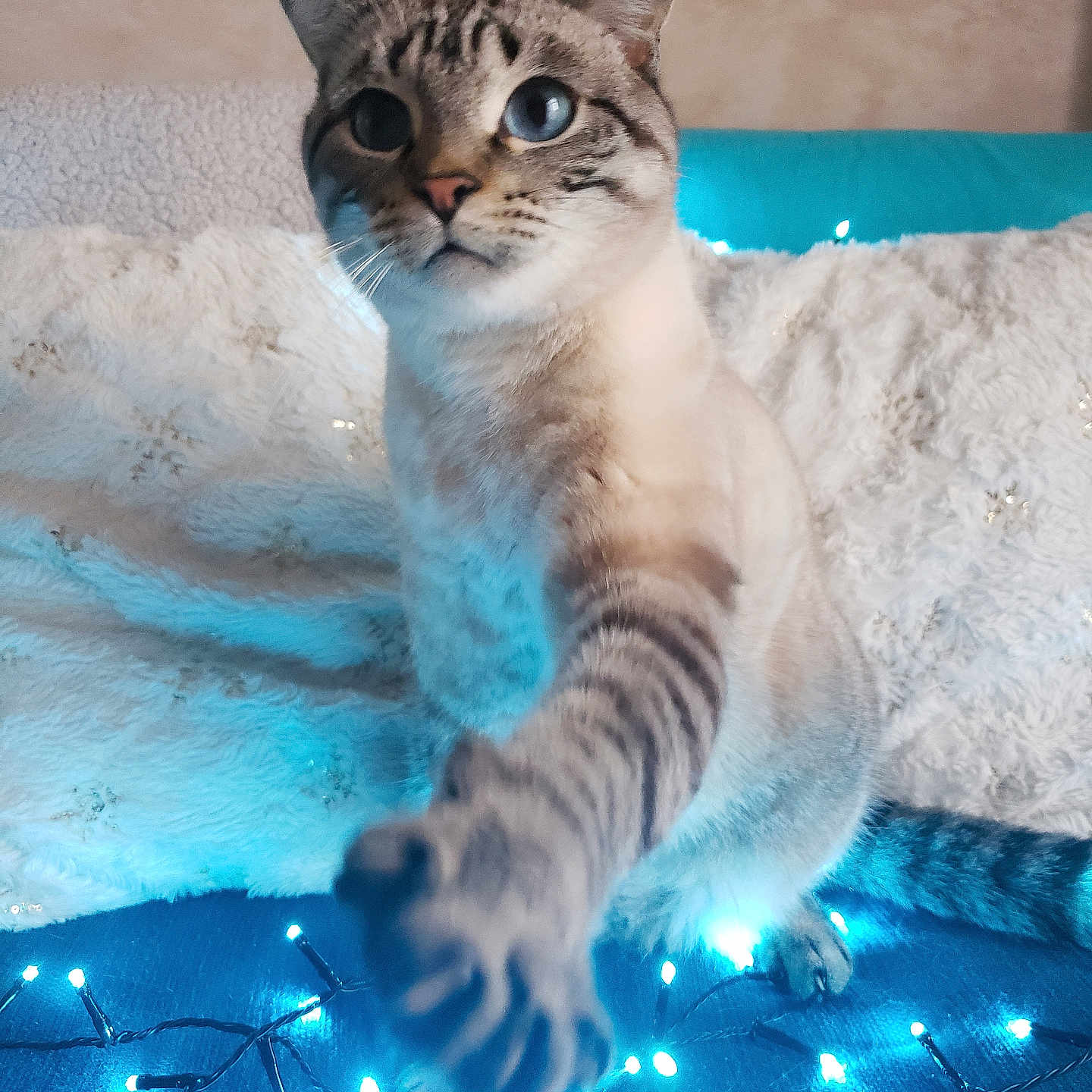 Taz a rejoint le concours — aidez-le/la à gagner de superbes lots ! abyssinian, animal, cat, couch, egyptiancat, electronics, furniture, glitter, kitten, light, lighting, manx, pet, siamese
