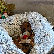 Atina participe au concours pour gagner de l'argent avec cette photo : dog, puppy, plush_toy, fluffy_bed, cozy, snuggling, brown_dog, pet_bed, indoor, cute, resting, animal, fur, small_dog, relaxed, toy, sleepy, home, comfort, adorable