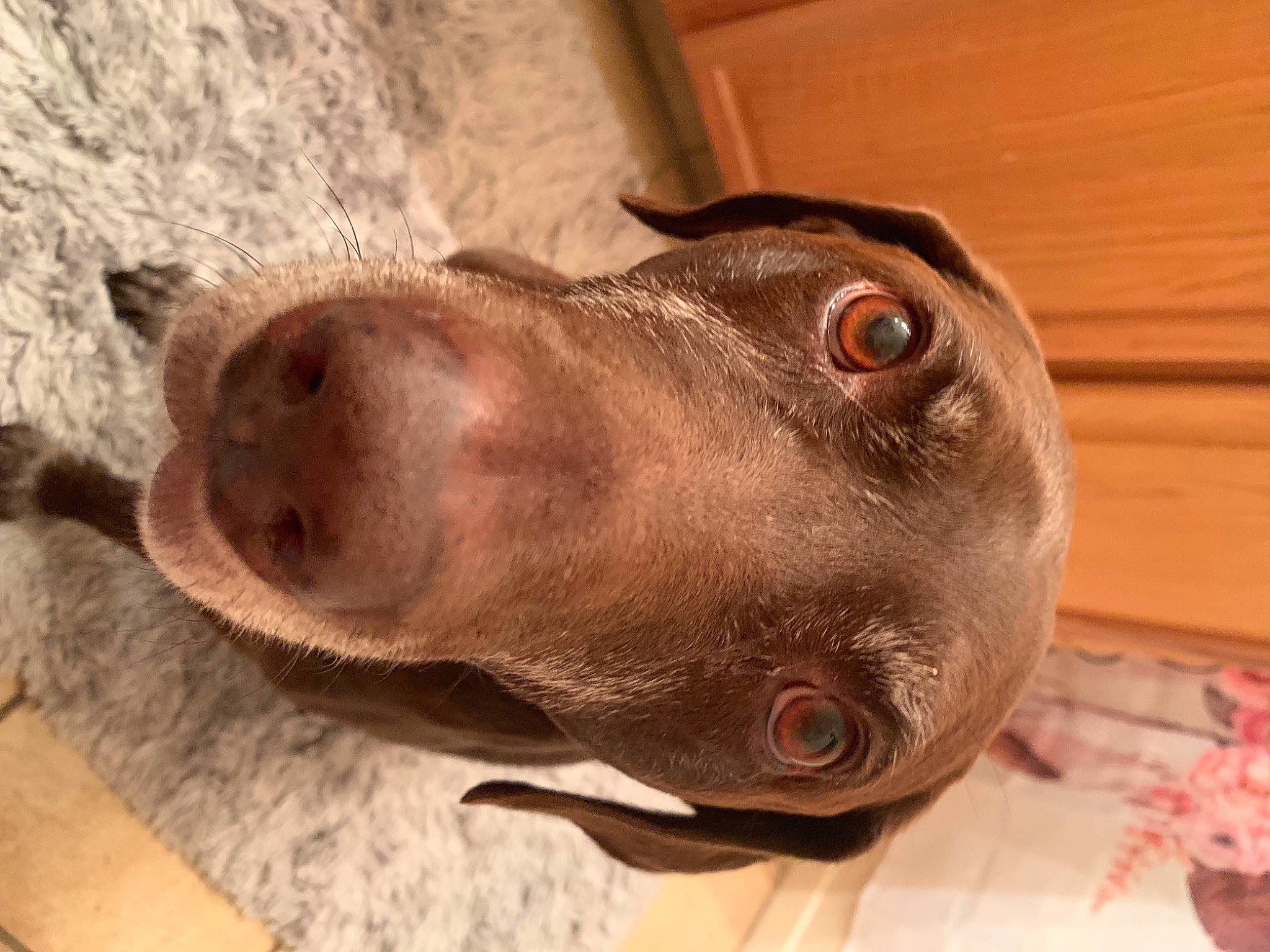 Lance joined the competition — help win amazing prizes! braque_francais, canidae, carnivore, collar, companion_dog, dog, dog_breed, dog_collar, ear, fawn, hardwood, jaw, liver, pet_supply, pointing_breed, snout, sporting_group, whiskers, wood, working_animal