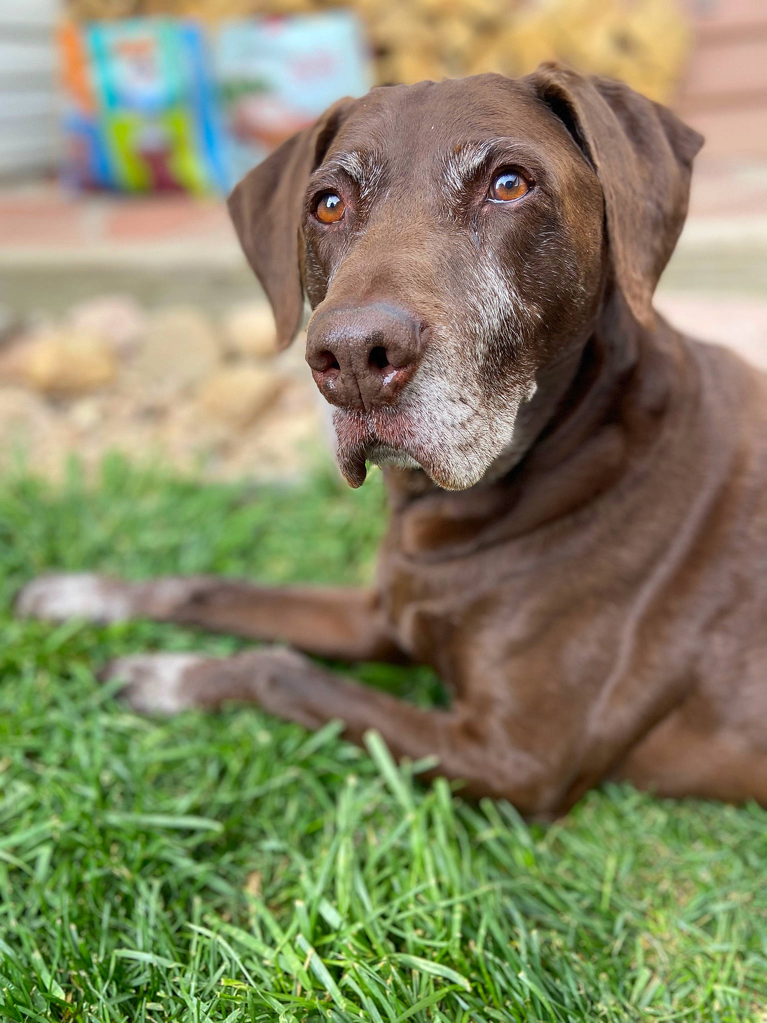 Lance is registered to the contest to win money with this photo: borador, canidae, carnivore, collar, companion_dog, dog, dog_breed, dog_collar, fawn, fur, grass, gun_dog, liver, plant, snout, sporting_group, terrestrial_animal, whiskers, working_animal, working_dog