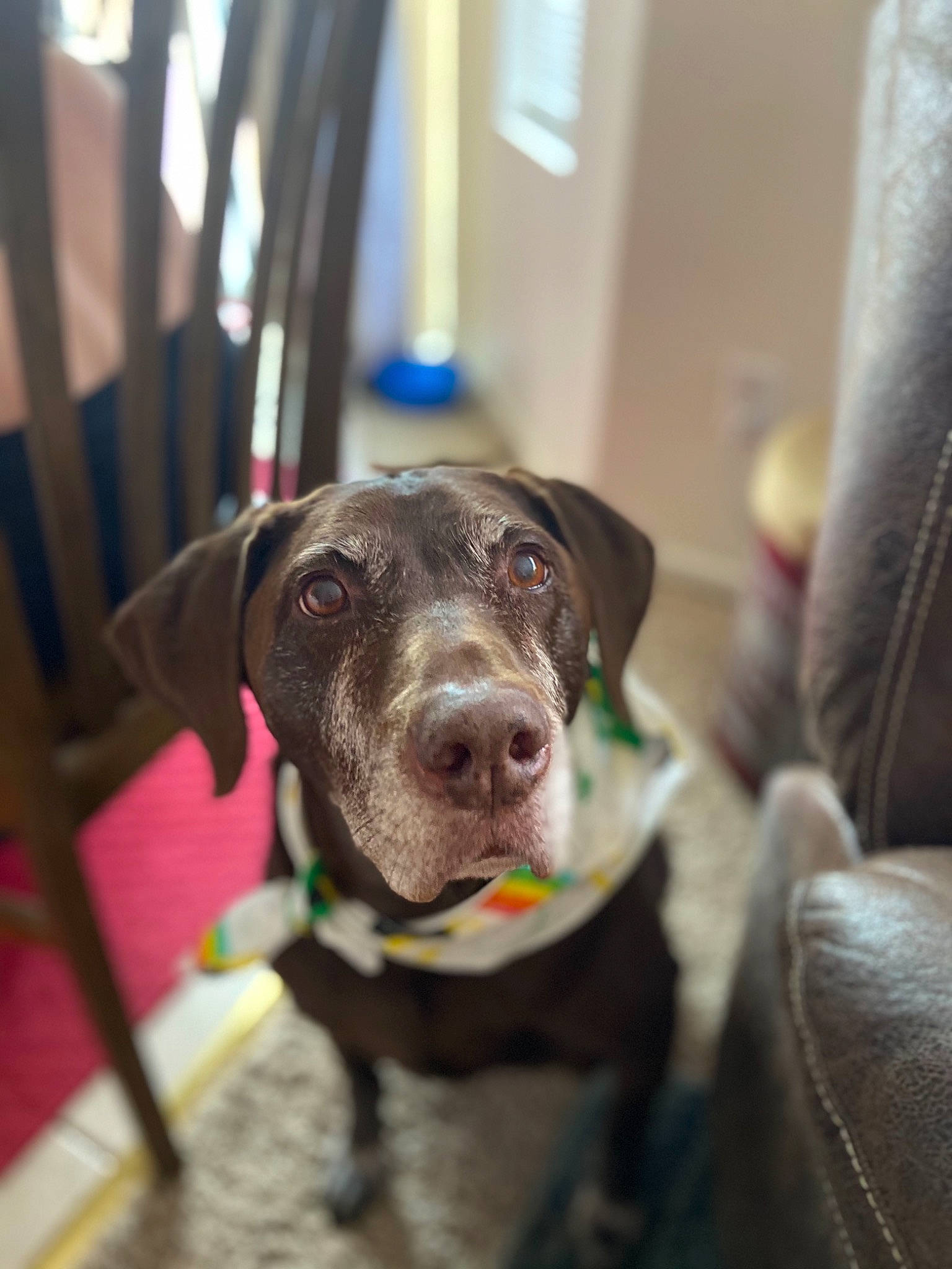 Lance joined the competition — help win amazing prizes! borador, canidae, carnivore, collar, companion_dog, curtain, dog, dog_breed, dog_collar, fawn, fur, guard_dog, gun_dog, leash, liver, pet_supply, puppy, sporting_group, whiskers, working_animal