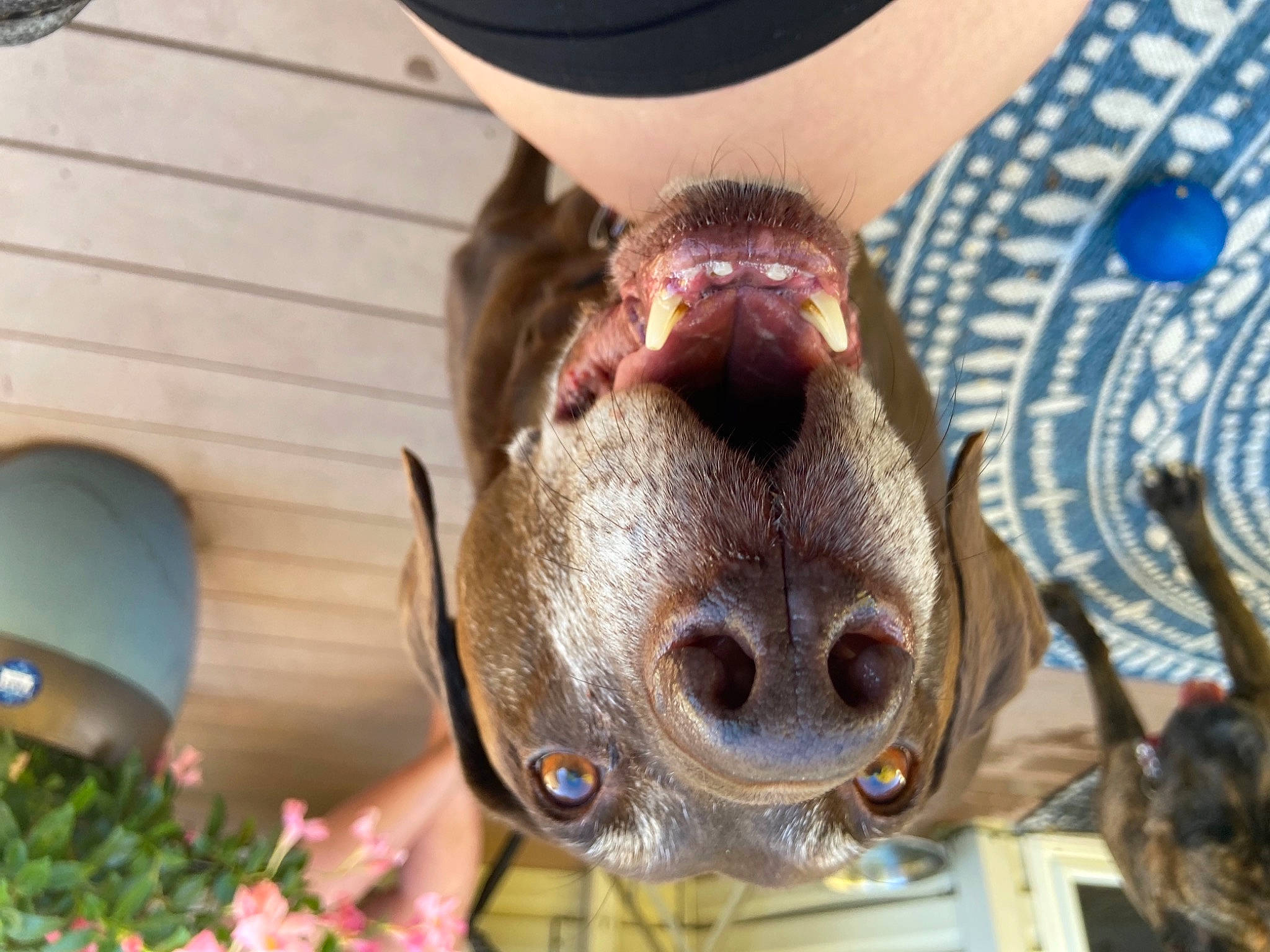 Lance is registered to the contest to win money with this photo: carnivore, cuisine, dog_breed, fawn, flesh, flower, grass, home_appliance, jaw, liver, meat, mechanical_fan, metal, plant, snout, sporting_group, terrestrial_animal, whiskers, working_animal