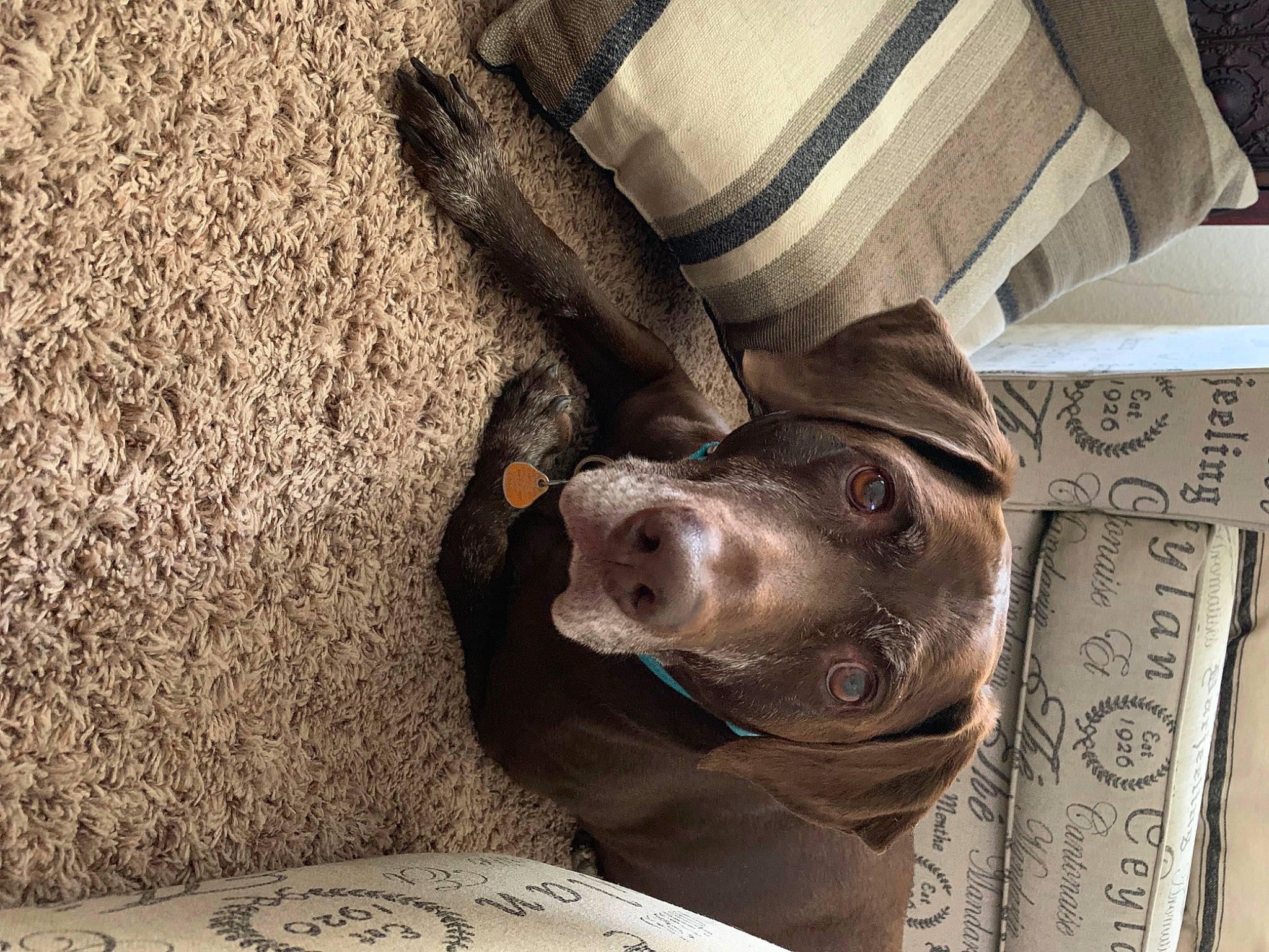 Lance is registered to the contest to win money with this photo: art, artifact, carnivore, comfort, dog, dog_breed, fawn, felidae, flooring, grey, human_leg, metal, sculpture, small_to_medium_sized_cats, snout, tail, whiskers, wood, working_animal, wrinkle