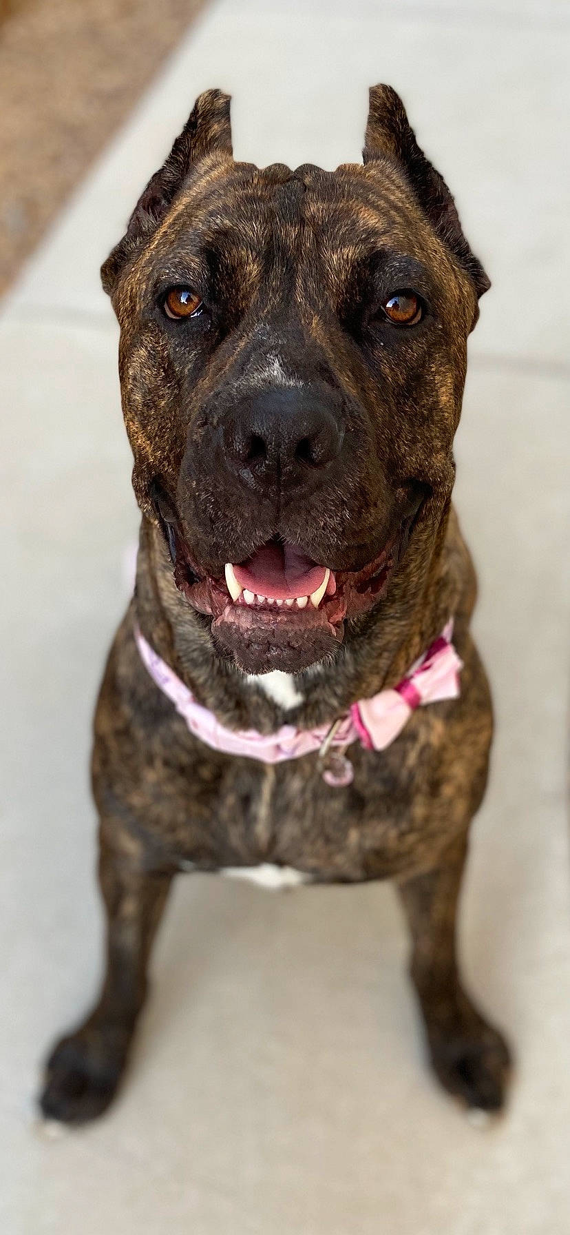 Autumn is registered to the contest to win money with this photo: ancient_dog_breeds, carnivore, cimarron_uruguayo, collar, companion_dog, dog, dog_breed, dog_collar, fawn, fur, giant_dog_breed, guard_dog, hunting_dog, liver, molosser, snout, sporting_group, whiskers, working_animal, working_dog