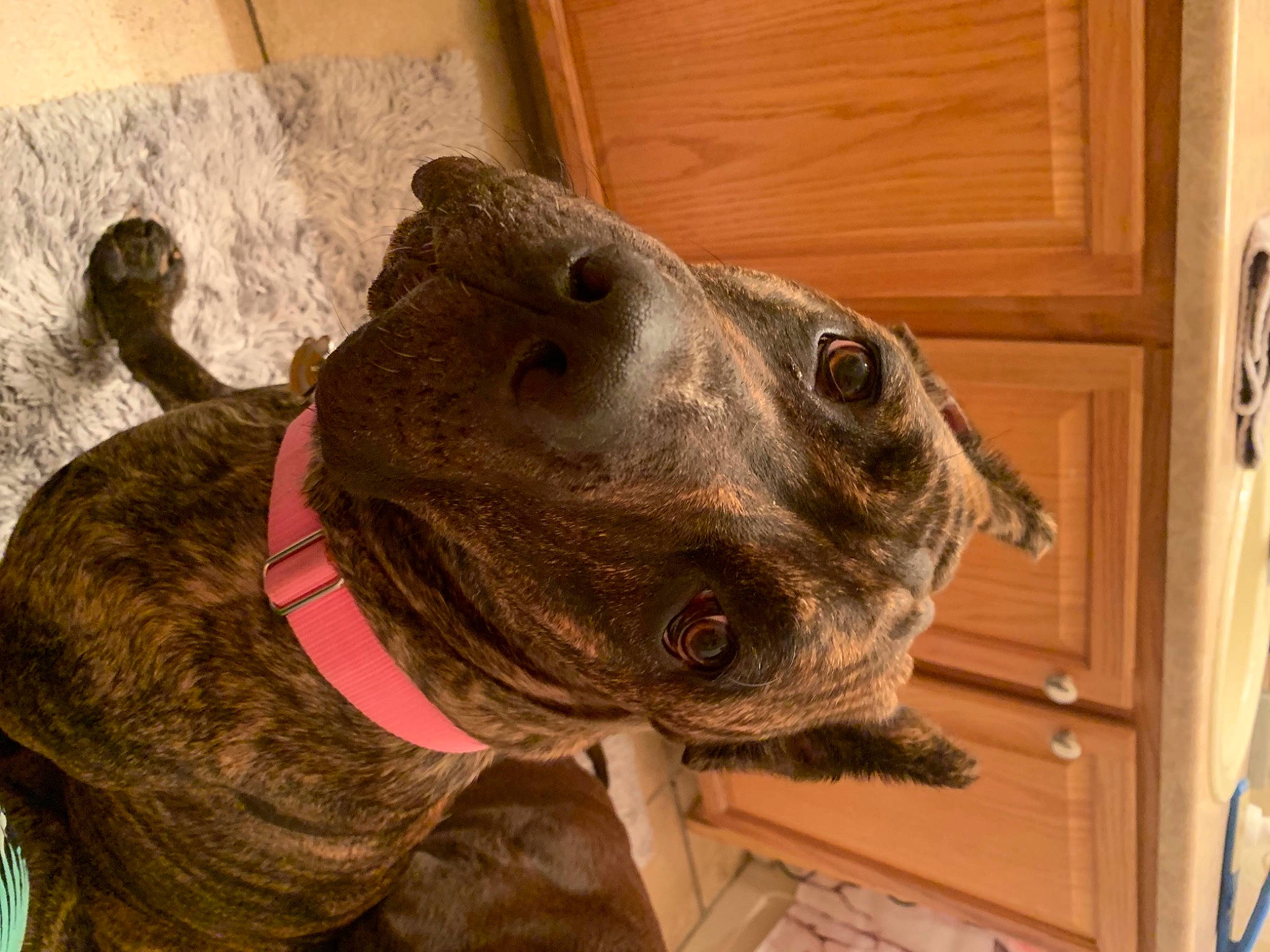 Autumn is registered to the contest to win money with this photo: art, canidae, carnivore, collar, dog, dog_breed, dog_collar, ear, fawn, jaw, liver, metal, pet_supply, sculpture, snout, sporting_group, terrestrial_animal, whiskers, wood, working_animal