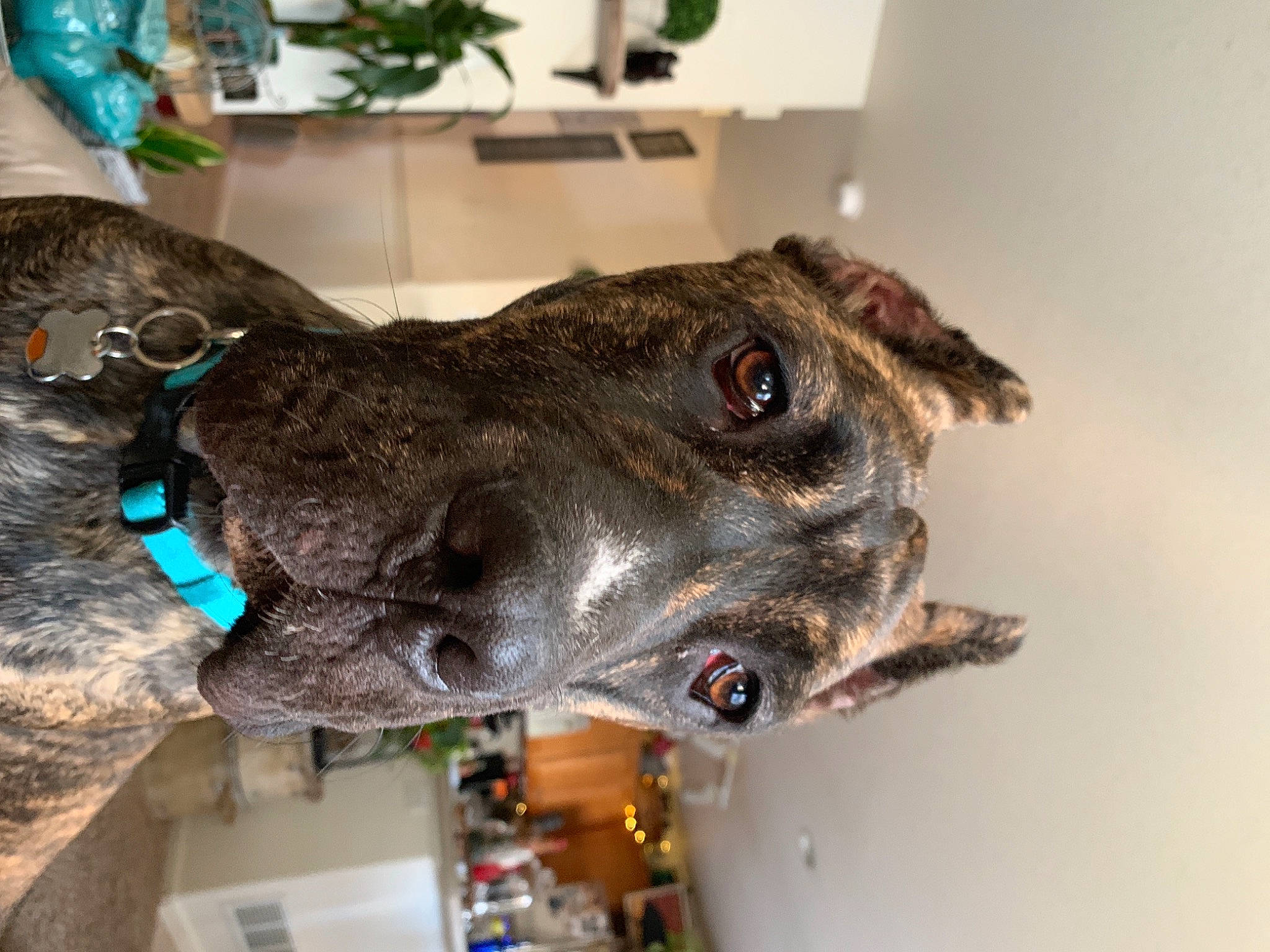 Autumn joined the competition — help win amazing prizes! canidae, carnivore, collar, dog, dog_breed, dog_collar, fawn, flowerpot, fur, guard_dog, houseplant, jaw, liver, pet_supply, plant, rampur_greyhound, snout, sporting_group, whiskers, working_animal