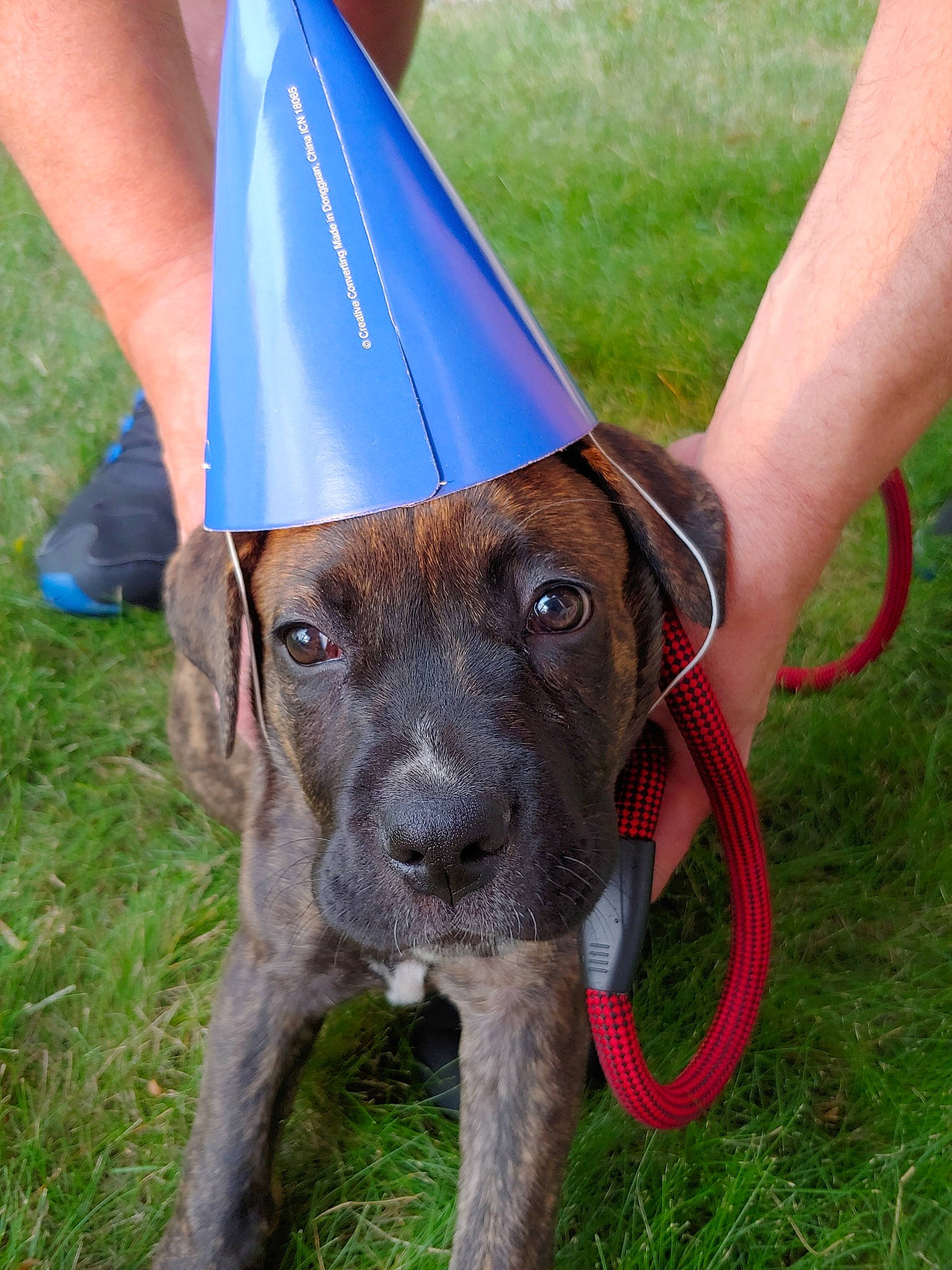 Autumn joined the competition — help win amazing prizes! canidae, carnivore, collar, companion_dog, dog, dog_breed, dog_collar, dog_sports, dog_supply, electric_blue, fashion_accessory, fawn, grass, hat, liver, pet_supply, pointing_breed, snout, sporting_group, working_animal