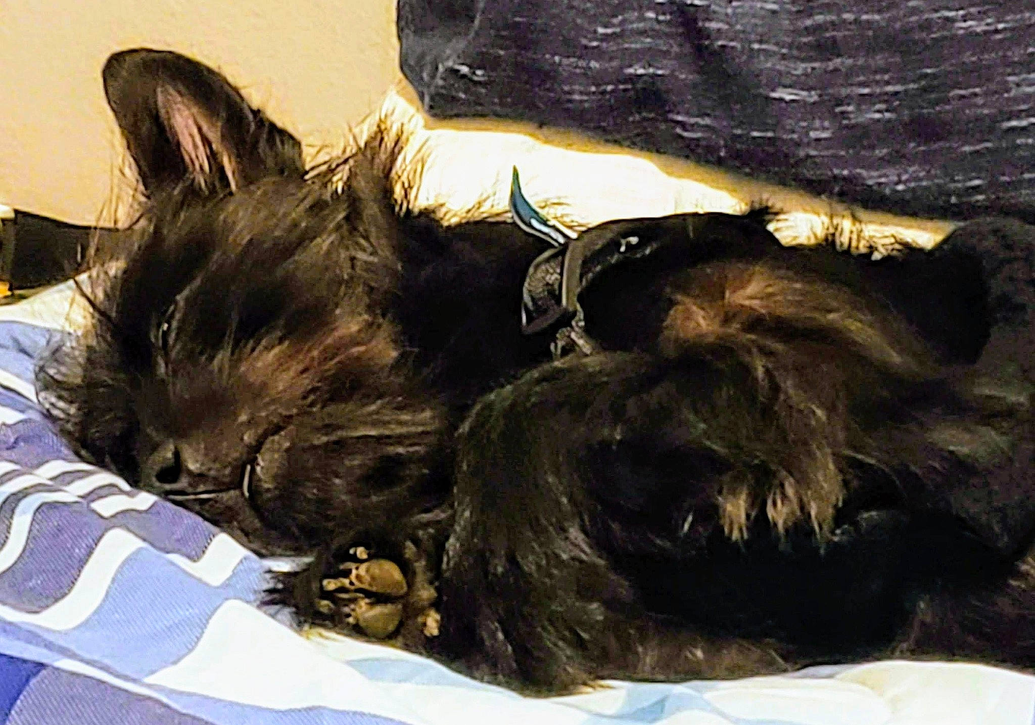 Boo Bear Wigglebottom