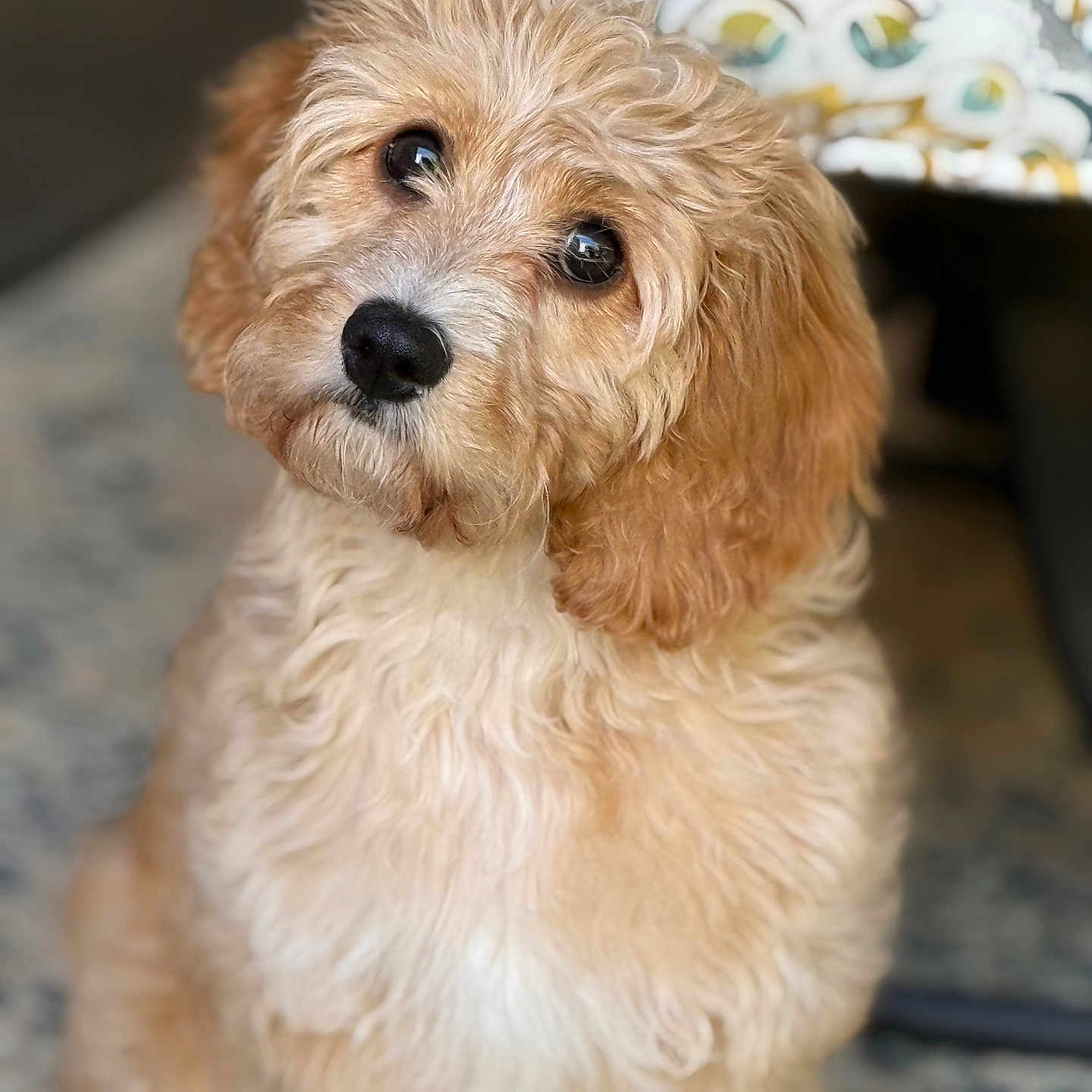 Winnie Rose joined the competition — help win amazing prizes! adorable, animal, beige, brown, carpet, companion, curious, curly_fur, cute, dog, fluffy, furniture, head_tilt, home, indoor, pet, portrait, puppy, sitting, soft_focus