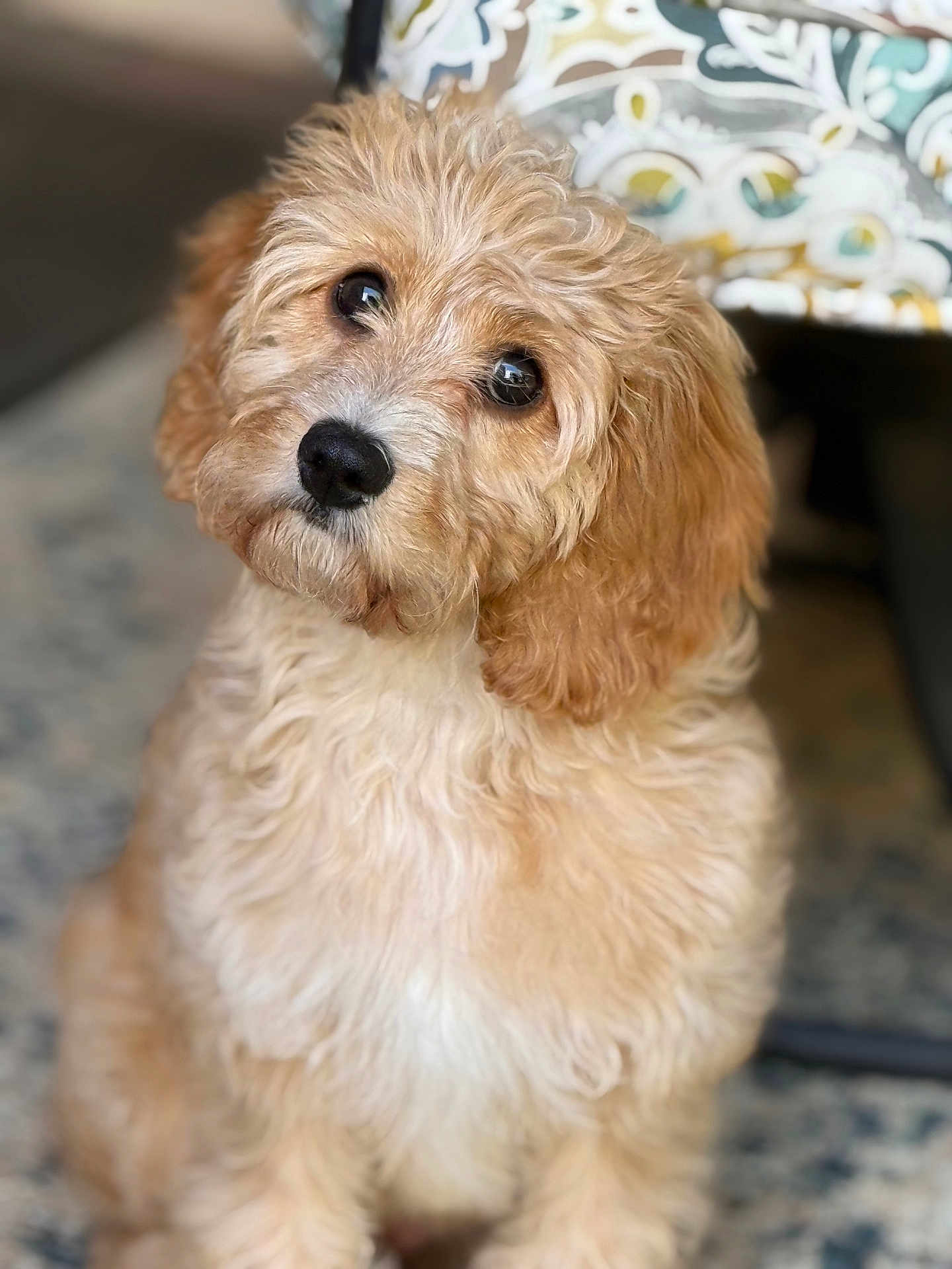 Winnie Rose joined the competition — help win amazing prizes! dog, puppy, curly_fur, fluffy, pet, indoor, head_tilt, brown, beige, cute, animal, companion, adorable, portrait, sitting, carpet, home, furniture, curious, soft_focus