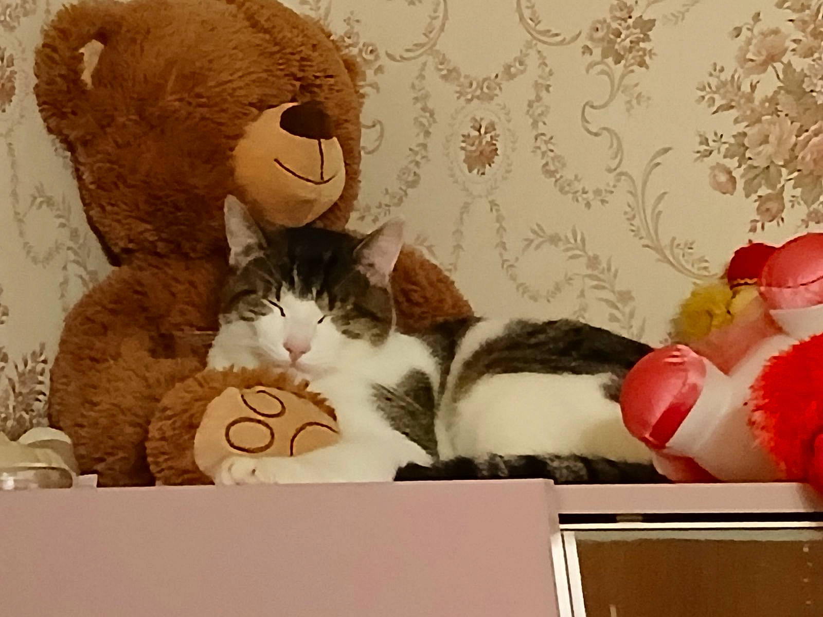 Tom participe au concours pour gagner de l'argent avec cette photo : animal, ball, cat, couch, cushion, football, furniture, homedecor, indoors, kitten, manx, person, pet, plush, sleeping, soccer, soccerball, sport, teddybear, toy