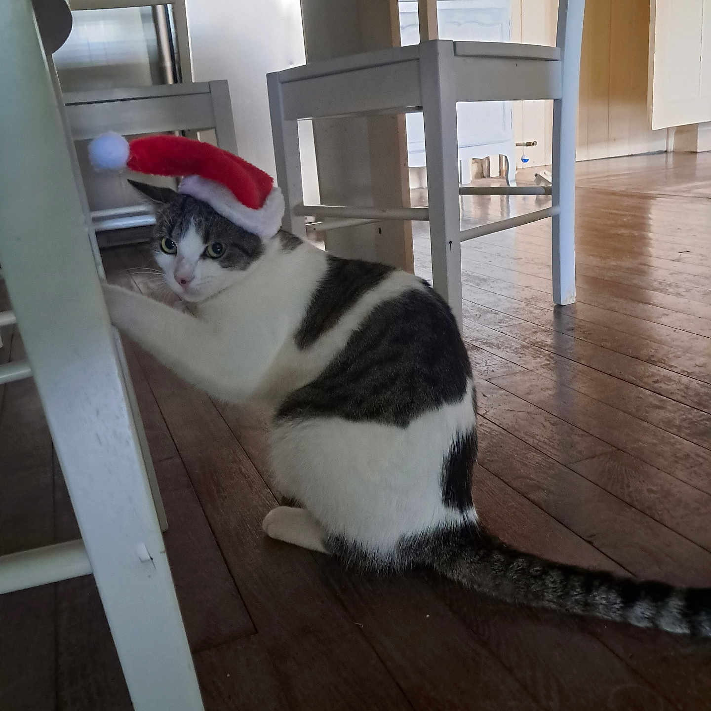 Minnie participe au concours pour gagner de l'argent avec cette photo : animal, architecture, building, cat, chair, clothing, diningroom, diningtable, furniture, hardwood, hat, indoors, interiordesign, kitten, livingroom, pet, plywood, room, table, wood