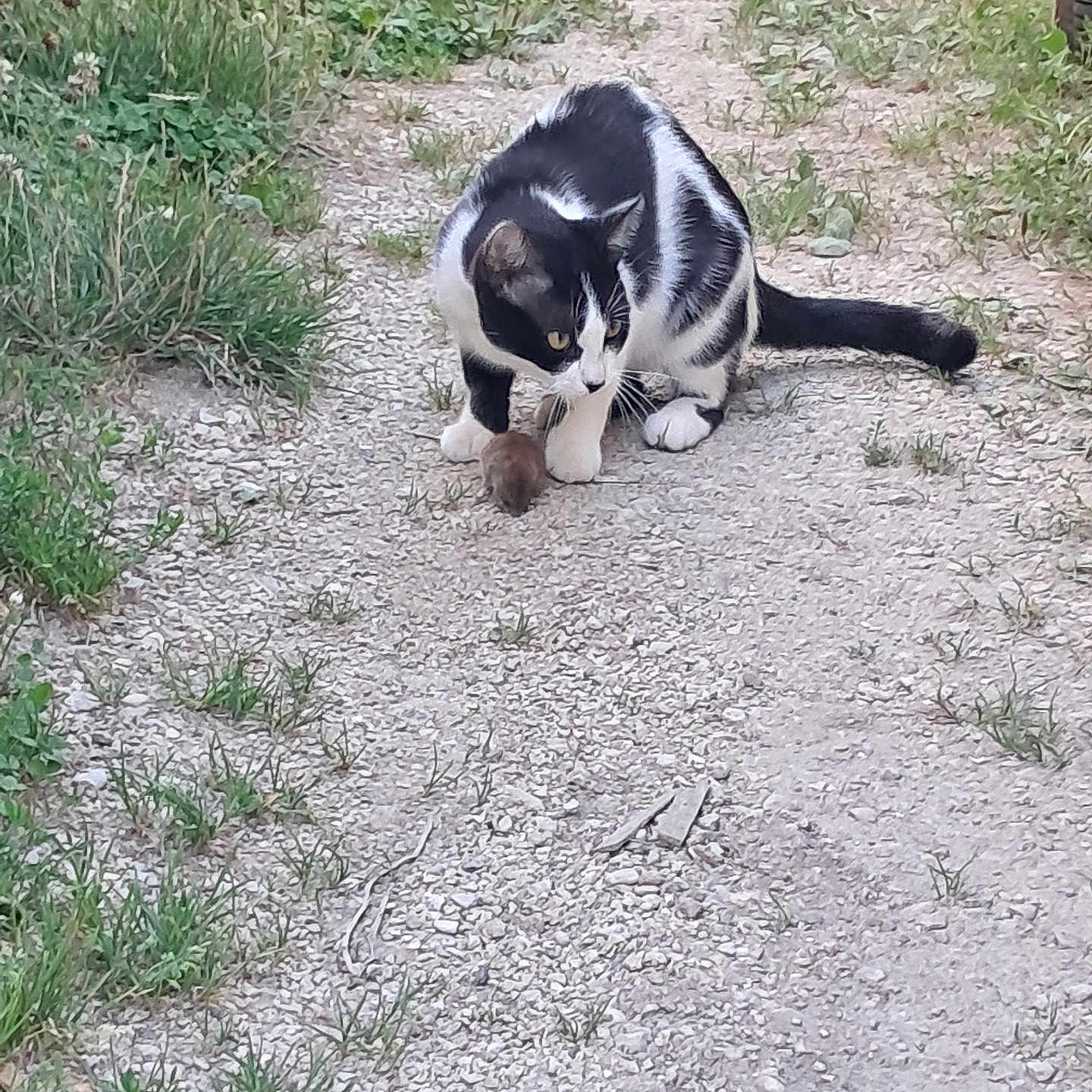 Clochette