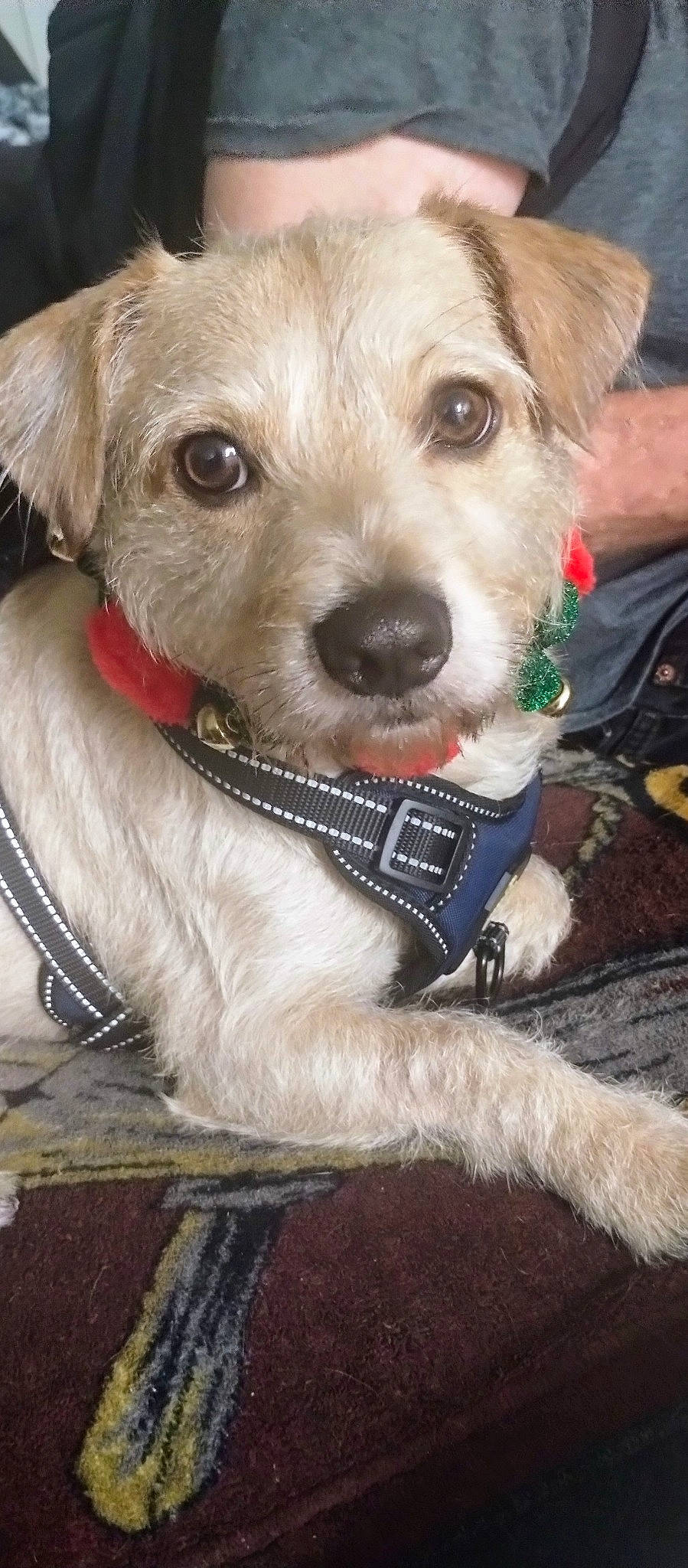 Fireball joined the competition — help win amazing prizes! canidae, carnivore, collar, companion_dog, dog, dog_breed, dog_clothes, dog_collar, dog_supply, fashion_accessory, fawn, firefighter, fur, leash, pet_supply, snout, sporting_group, toy_dog, whiskers, working_animal