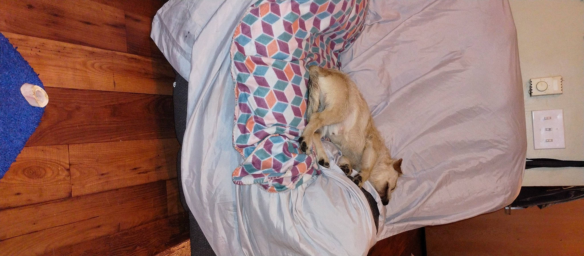 Fireball is registered to the contest to win money with this photo: canidae, carnivore, comfort, companion_dog, dog, dog_breed, fawn, felidae, fur, hardwood, human_leg, linens, sleeve, small_to_medium_sized_cats, sporting_group, tail, toy_dog, whiskers, wood, wood_stain