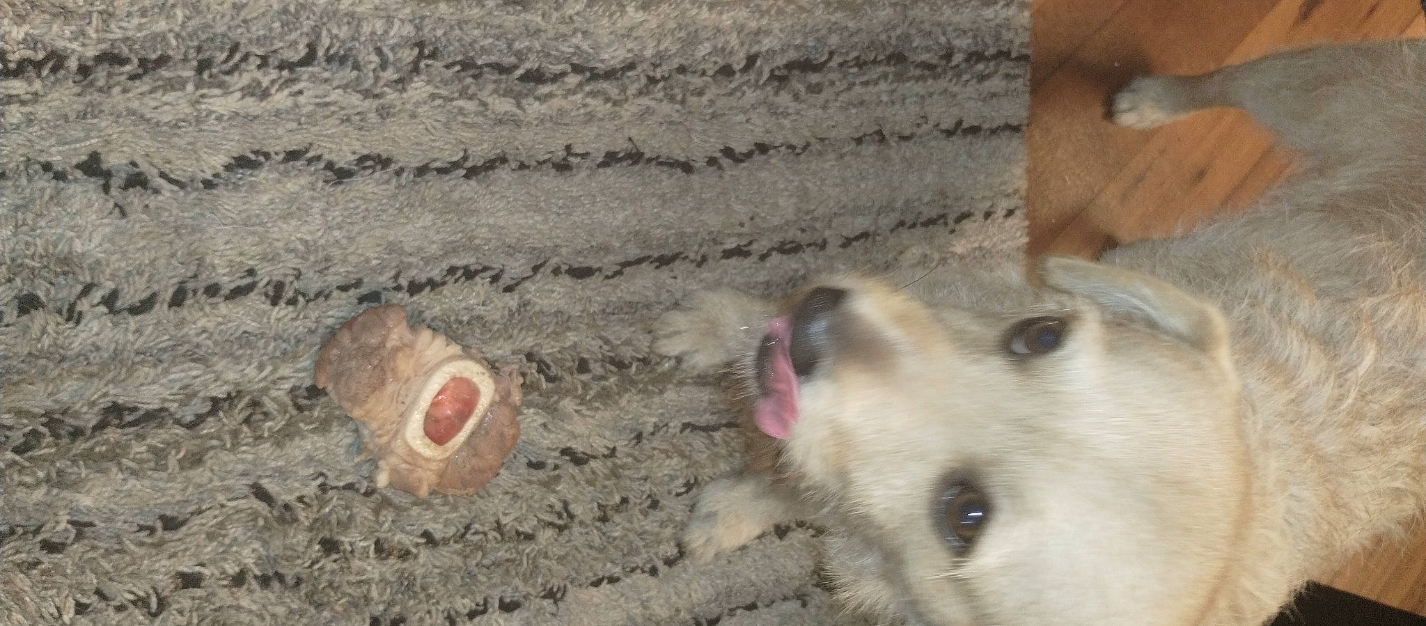 Fireball is registered to the contest to win money with this photo: canidae, carnivore, companion_dog, dog, dog_breed, fawn, foot, fur, non_sporting_group, paw, sand, snout, soil, sporting_group, street_dog, terrestrial_animal, toe, whiskers, wildlife, working_dog