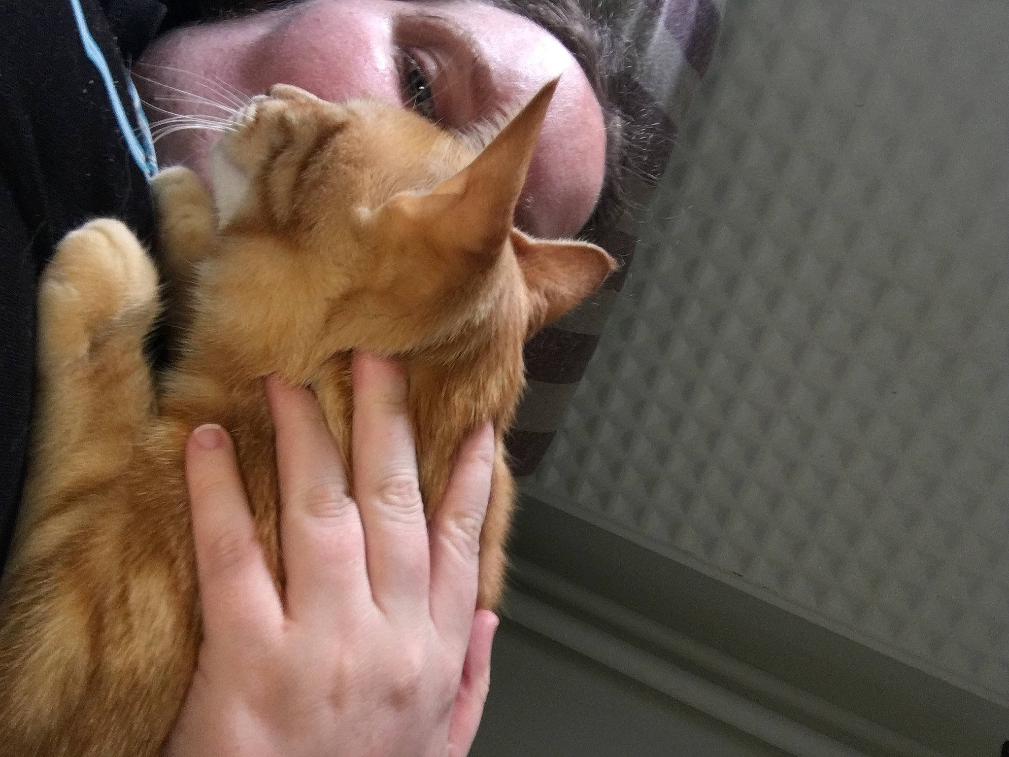 Kyara participe au concours pour gagner de l'argent avec cette photo : asian, carnivore, cat, chausie, ear, fawn, felidae, finger, fur, german_rex, hand, kitten, mouth, oriental_longhair, oriental_shorthair, singapura, skin, small_to_medium_sized_cats, snout, whiskers