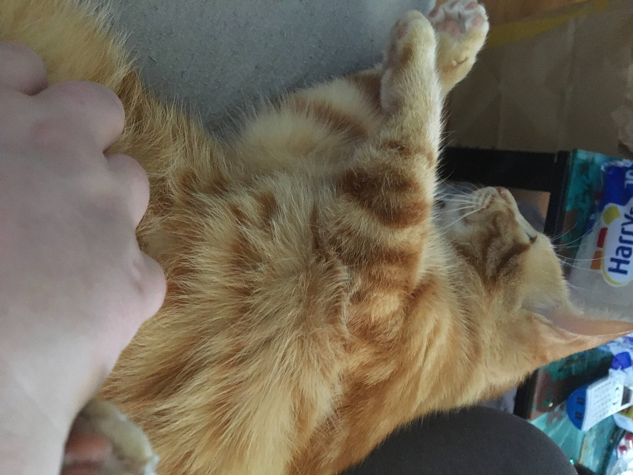 Kyara participe au concours pour gagner de l'argent avec cette photo : asian, carnivore, cat, claw, ear, european_shorthair, fawn, felidae, fur, paw, small_to_medium_sized_cats, snout, tabby_cat, tail, whiskers