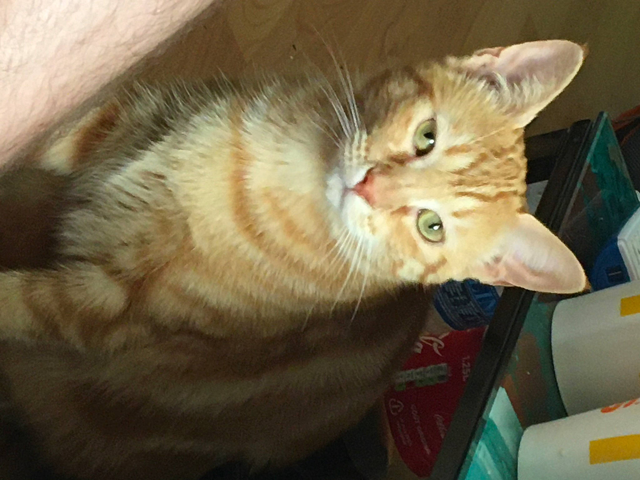 Kyara a rejoint le concours — aidez-le/la à gagner de superbes lots ! aegean_cat, asian, australian_mist, carnivore, cat, chausie, domestic_short_haired_cat, dragon_li, european_shorthair, eye, felidae, german_rex, kitten, mammal, ojos_azules, singapura, small_to_medium_sized_cats, snout, tabby_cat, whiskers