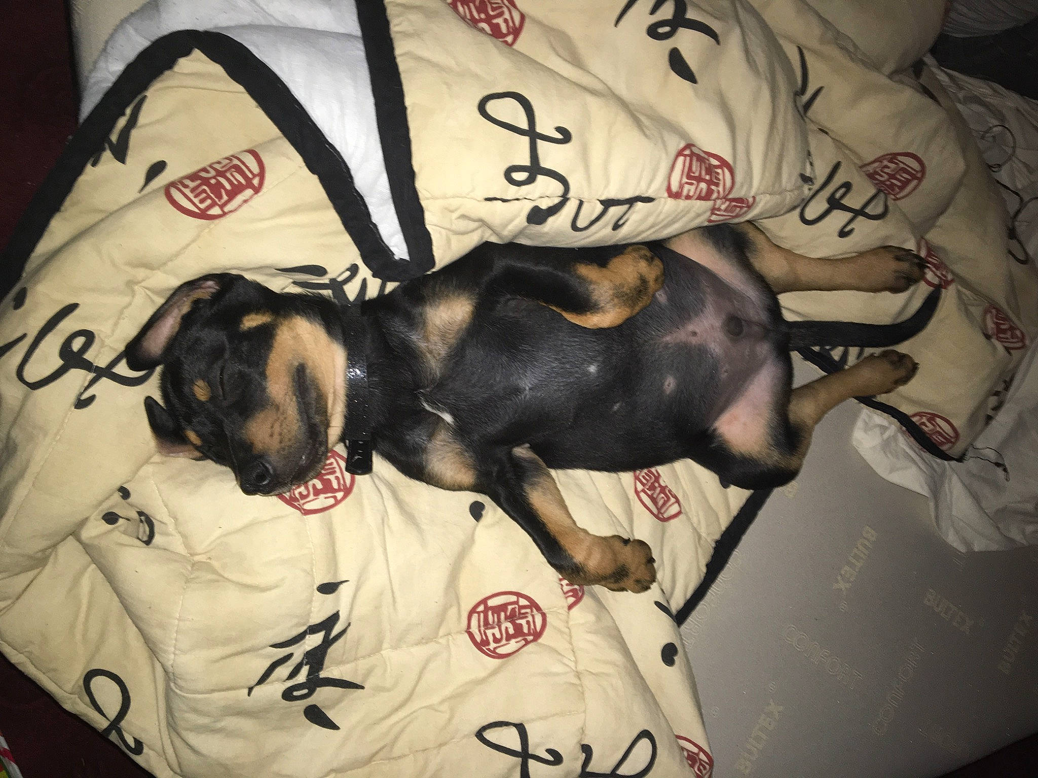 Ades participe au concours pour gagner de l'argent avec cette photo : canidae, carnivore, dog, dog_breed, non_sporting_group, pointer