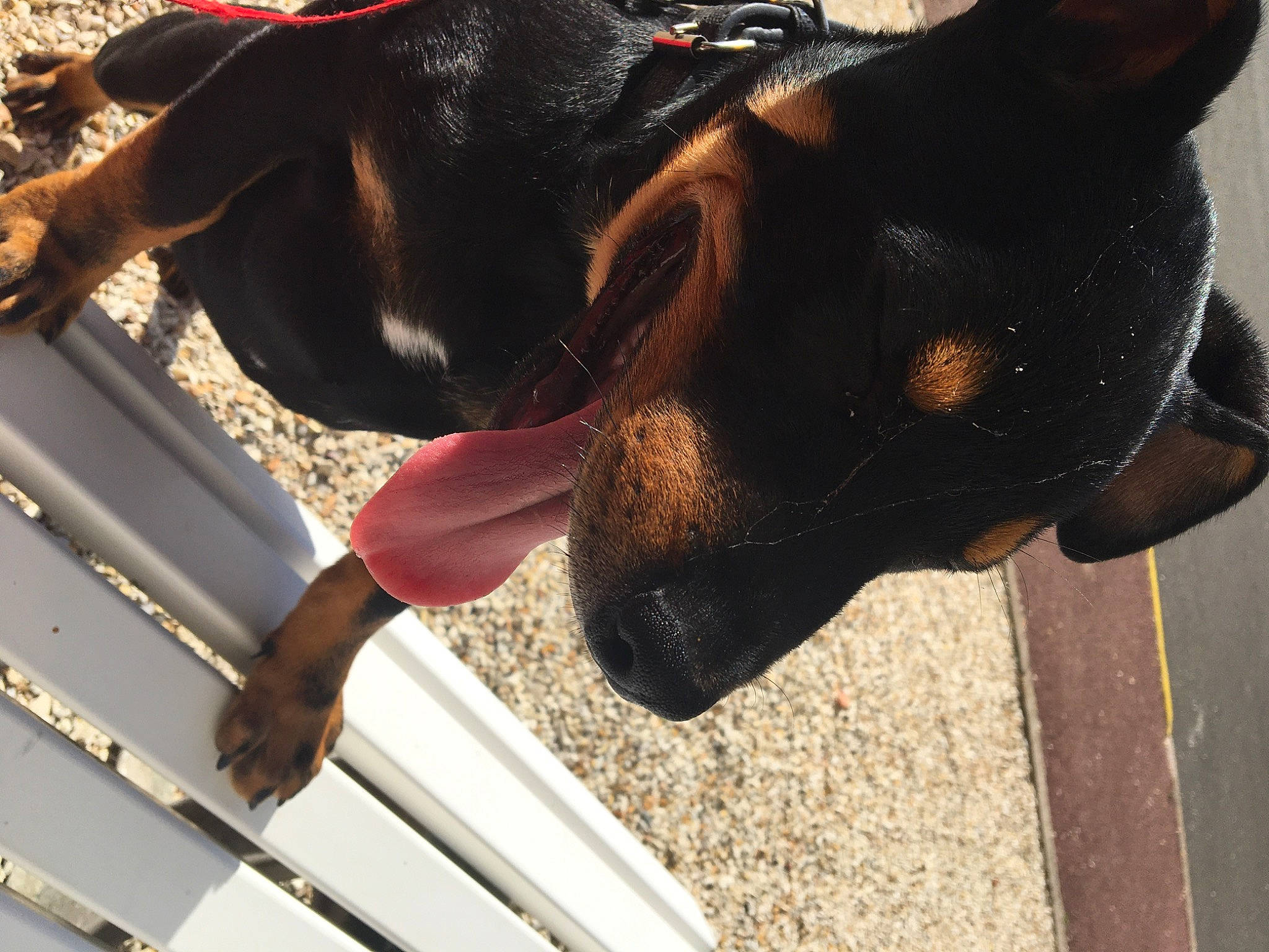 Ades participe au concours pour gagner de l'argent avec cette photo : beauceron, canidae, carnivore, collar, dobermann, dog, dog_breed, ear, fawn, german_pinscher, guard_dog, leash, manchester_terrier, pinscher, snout, toy_manchester_terrier