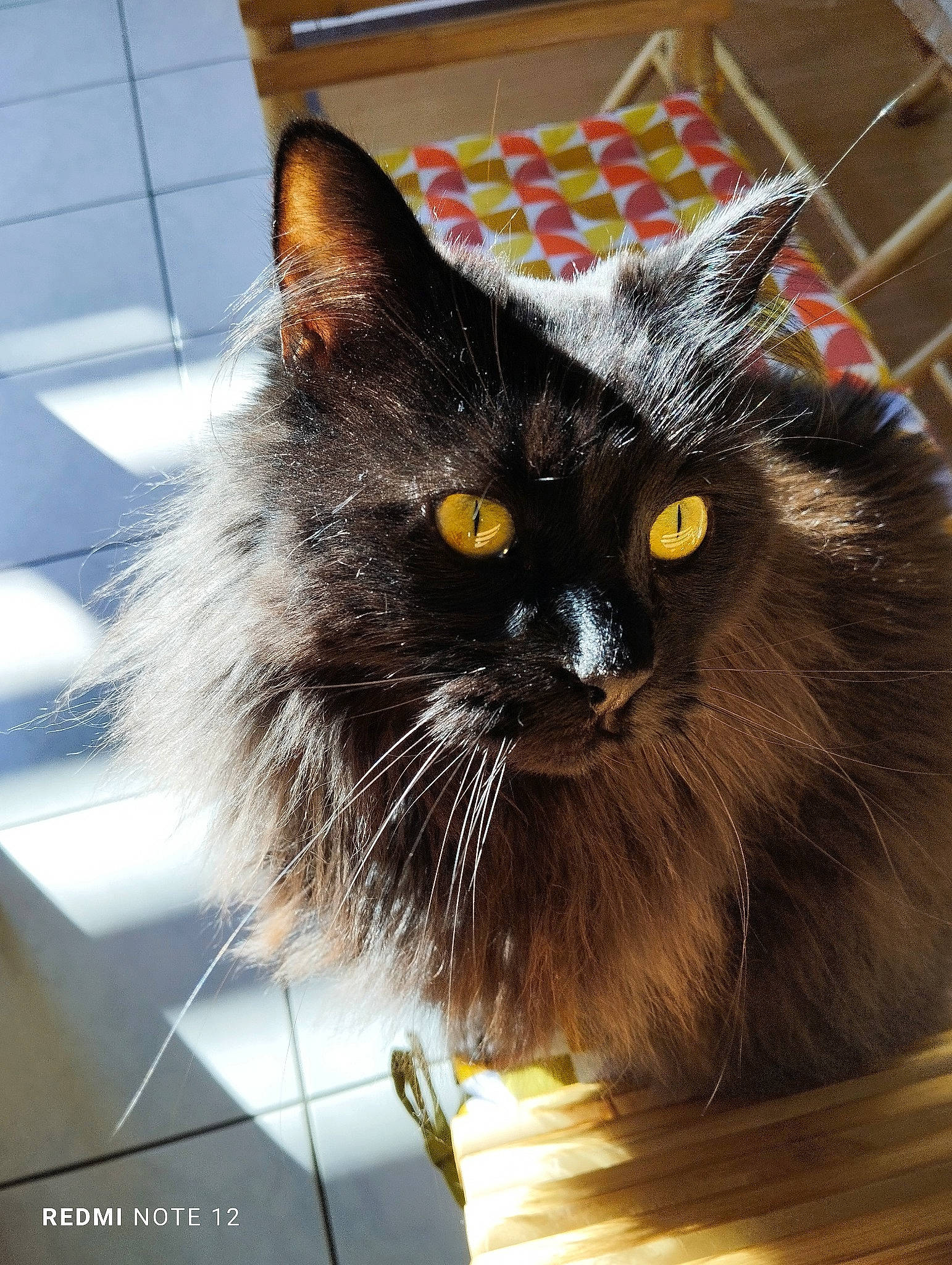 Mambo participe au concours pour gagner de l'argent avec cette photo : black_cat, bombay, box, carnivore, cat, domestic_short_haired_cat, felidae, fur, small_to_medium_sized_cats, snout, tail, terrestrial_animal, whiskers