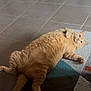 cat, orange_tabby, lying_down, indoor, floor, rug, tile_floor, furniture_legs, pet, relaxed, curious, whiskers, ears, paw, tail, domestic_cat, home, animal, cute, fur