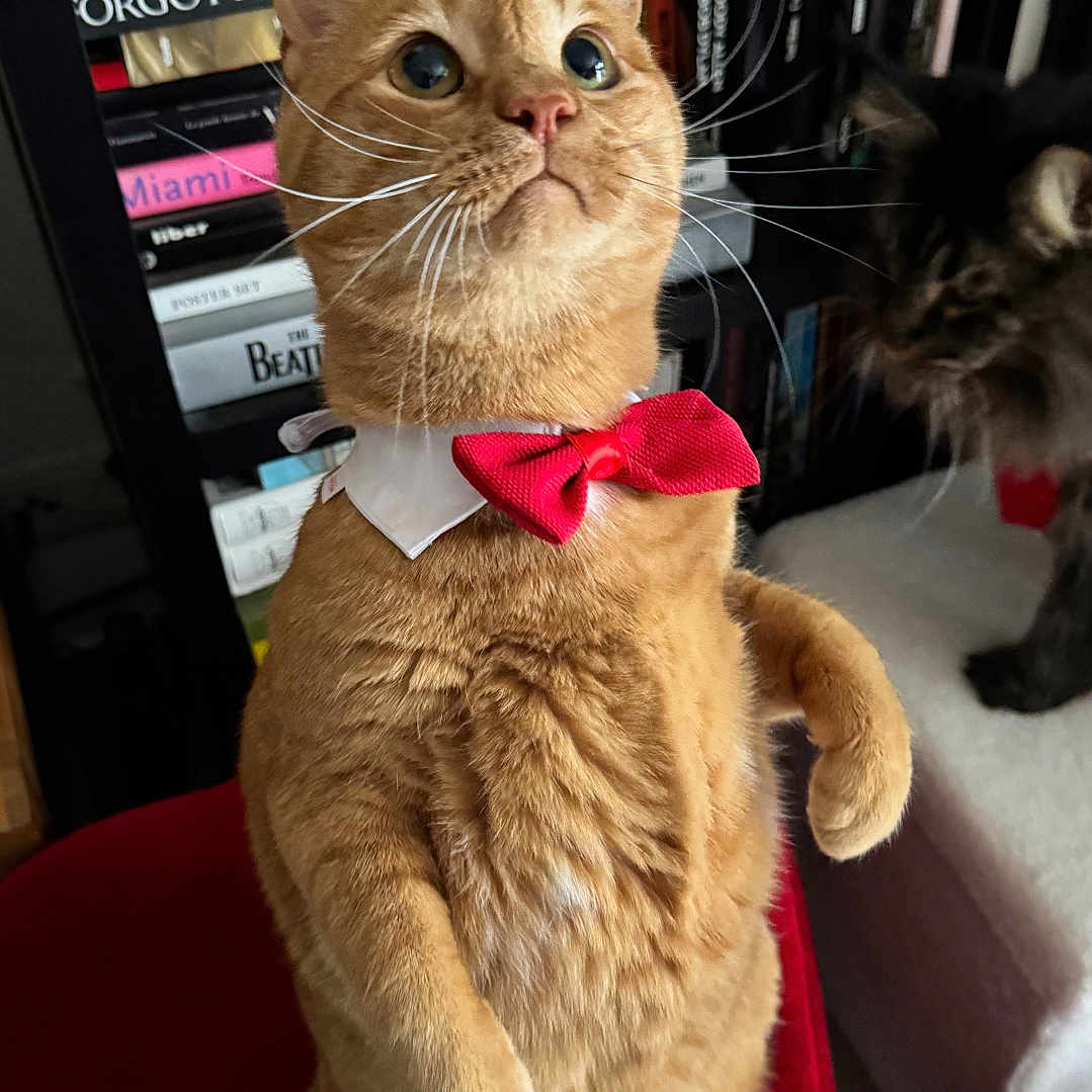 Tartiflette a rejoint le concours — aidez-le/la à gagner de superbes lots ! animal, books, bookshelf, bow_tie, cat, close_up, cozy, curious, cute, dark_cat, domestic_cat, feline, fluffy_cat, indoor, looking_up, orange_tabby, perch, pet, red_stool, whiskers