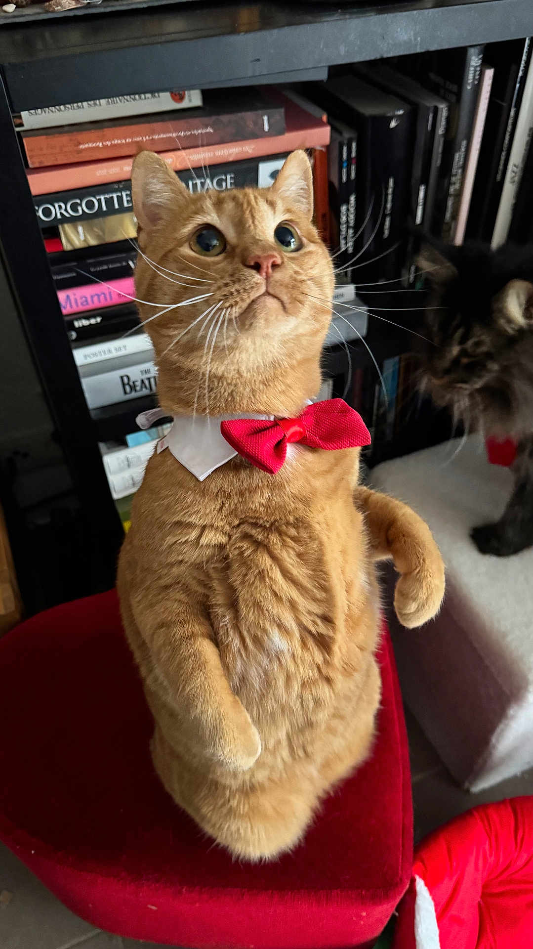 Tartiflette a rejoint le concours — aidez-le/la à gagner de superbes lots ! cat, orange_tabby, bow_tie, red_stool, bookshelf, books, curious, indoor, feline, pet, whiskers, fluffy_cat, dark_cat, perch, cozy, looking_up, close_up, cute, animal, domestic_cat
