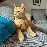 Tartiflette participe au concours pour gagner de l'argent avec cette photo : cat, ginger_cat, indoor, couch, gray_couch, pillow, blue_pillow, fur, pet, relaxed, looking_away, whiskers, ears, eyes, feline, cozy, home, furniture, comfortable, resting