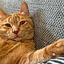 Tartiflette participe au concours pour gagner de l'argent avec cette photo : cat, ginger_cat, pet, feline, paw, relaxed, couch, textured_fabric, indoor, close_up, whiskers, ears, fur, sleepy, comfort, resting, animal, mammal, home, cozy