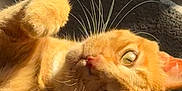 Tartiflette a rejoint le concours — aidez-le/la à gagner de superbes lots ! animal, carpet, cat, closeup, cozy, cute, domestic, feline, fur, ginger_cat, indoor, mammal, paw, pet, relaxed, resting, sleepy, sunbeam, sunlight, whiskers