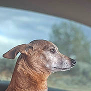 Buddi is registered to the contest to win money with this photo: animal, blue_collar, brown_fur, calm, canine, car_interior, dog, domestic_animal, ears, fur_texture, looking_away, nature, outdoor, pet, portrait, seat, side_profile, transportation, travel, window
