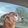 animal, blue_collar, brown_fur, calm, canine, car_interior, dog, domestic_animal, ears, fur_texture, looking_away, nature, outdoor, pet, portrait, seat, side_profile, transportation, travel, window