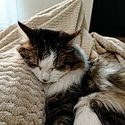Sky a rejoint le concours — aidez-le/la à gagner de superbes lots ! animal, blanket, brown, calm, cat, closeup, comfort, cozy, fur, indoor, pet, relaxation, resting, sleeping, soft, tabby, texture, warm, whiskers, white