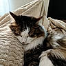 animal, blanket, brown, calm, cat, closeup, comfort, cozy, fur, indoor, pet, relaxation, resting, sleeping, soft, tabby, texture, warm, whiskers, white