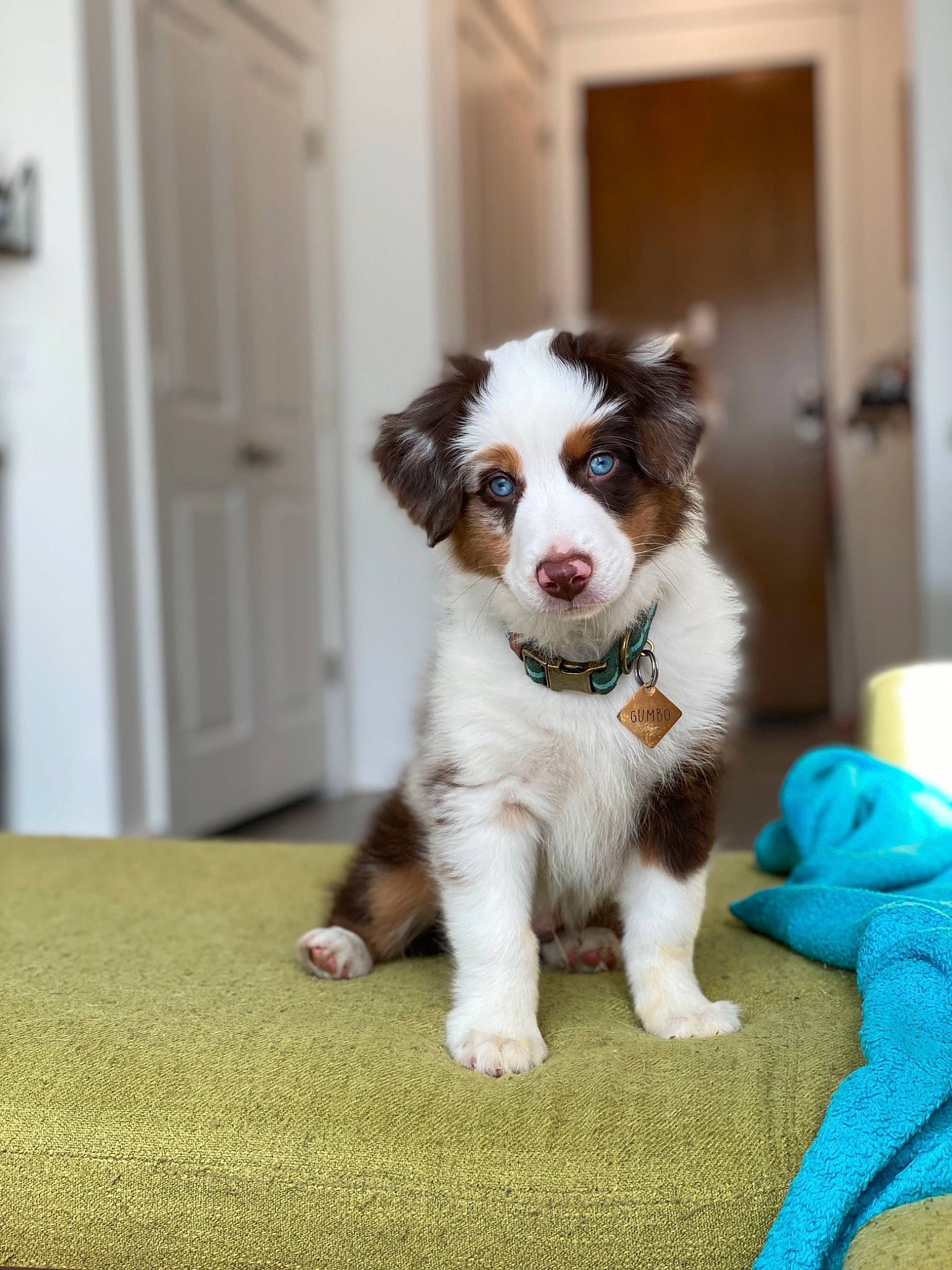 Gumbo is registered to the contest to win money with this photo: art, canidae, carnivore, companion_dog, dog, dog_breed, door, flooring, fur, grass, herding_dog, plant, puppy, snout, sporting_group, tail, toy_dog, whiskers, working_animal, working_dog