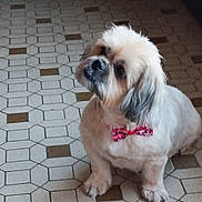 Princesse participe au concours pour gagner de l'argent avec cette photo : accessories, affenpinscher, animal, canine, cockerspaniel, collar, dog, formalwear, jewelry, leash, necklace, pet, poodle, puppy, slate, strap, terrier, tie, tile, whitedog