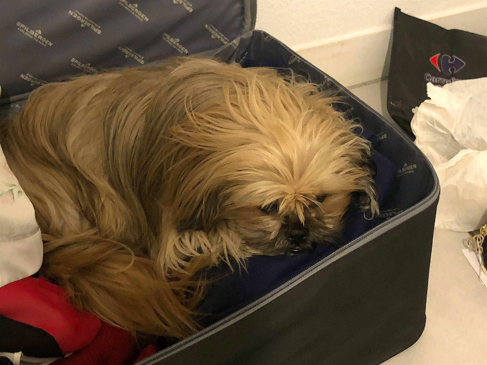 Princesse a rejoint le concours — aidez-le/la à gagner de superbes lots ! bearded_collie, canidae, carnivore, comfort, companion_dog, dog, dog_breed, fawn, fur, liver, nap, non_sporting_group, puppy, sleep, small_terrier, snout, sporting_group, terrier, toy_dog, working_animal