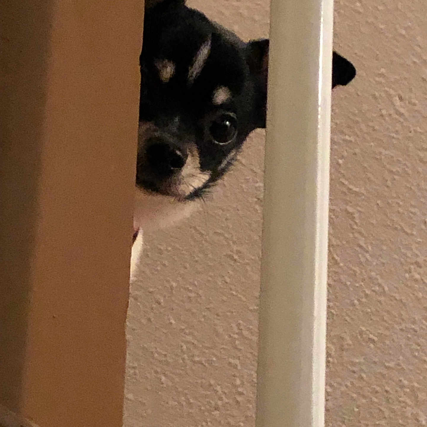 Toby