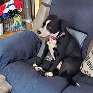 Sophie joined the competition — help win amazing prizes! dog, black_and_white, collar, couch, blue_quilted_cover, pillow, indoor, flower_vase, red_white_blue_flowers, wooden_table, framed_photo, living_room, pet, sitting, motion_blur, cozy, home_decor, furniture, canine, domestic_animal