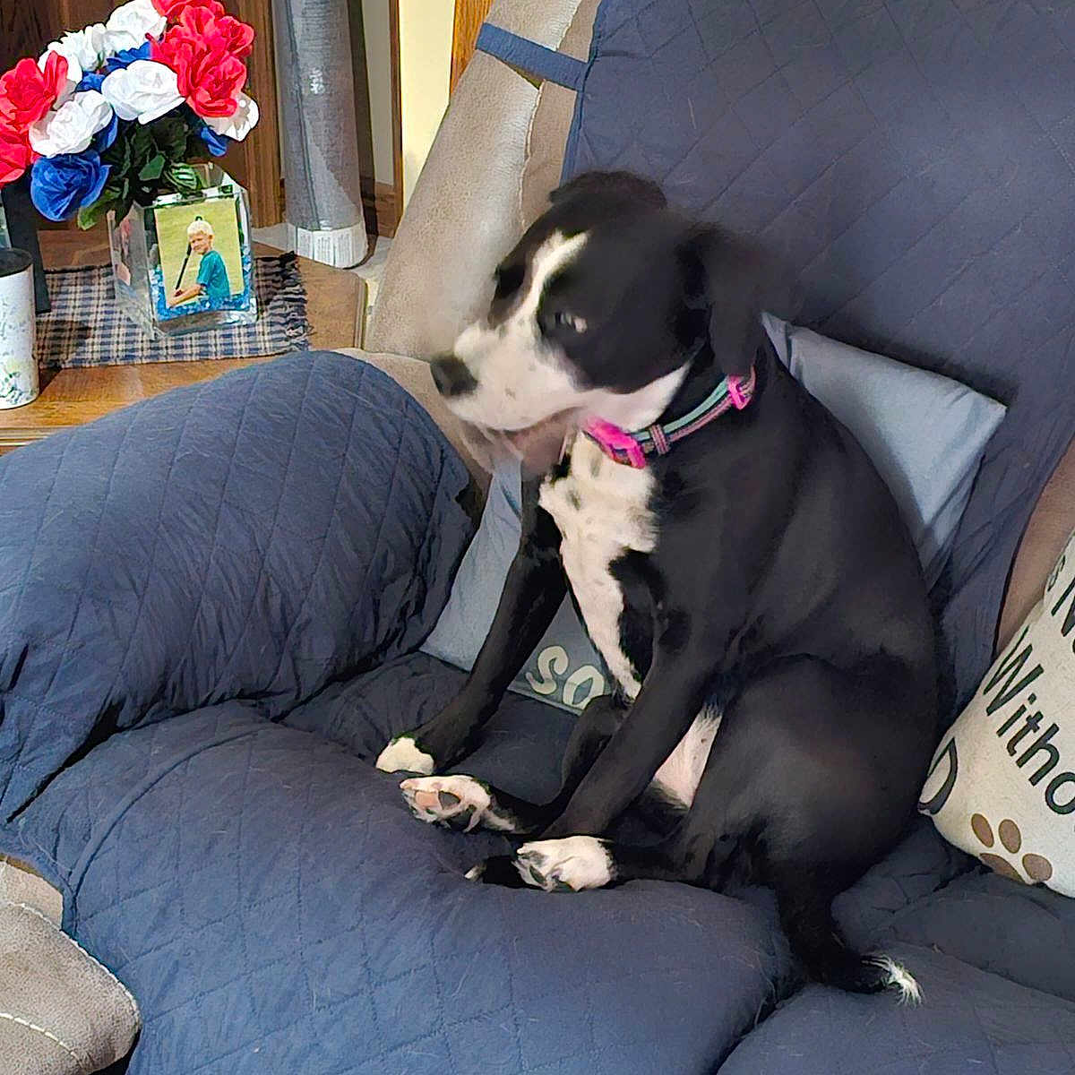 Sophie joined the competition — help win amazing prizes! black_and_white, blue_quilted_cover, canine, collar, couch, cozy, dog, domestic_animal, flower_vase, framed_photo, furniture, home_decor, indoor, living_room, motion_blur, pet, pillow, red_white_blue_flowers, sitting, wooden_table