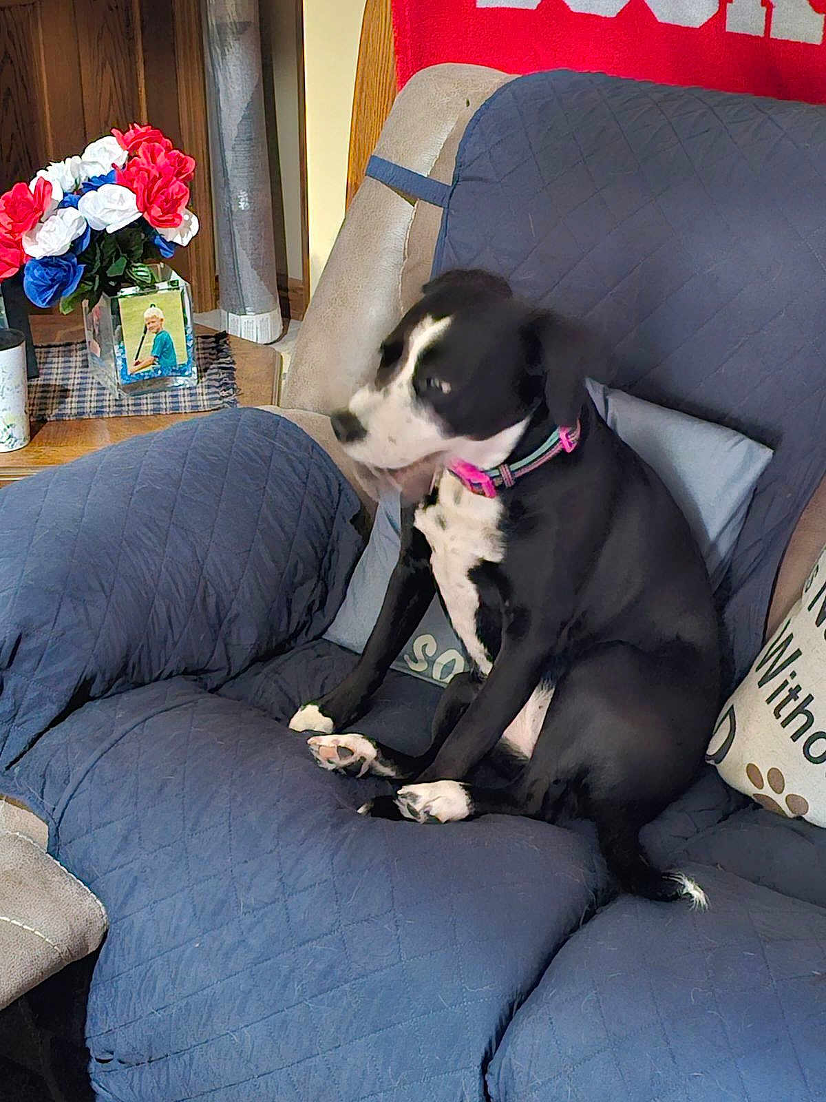 Sophie joined the competition — help win amazing prizes! dog, black_and_white, collar, couch, blue_quilted_cover, pillow, indoor, flower_vase, red_white_blue_flowers, wooden_table, framed_photo, living_room, pet, sitting, motion_blur, cozy, home_decor, furniture, canine, domestic_animal