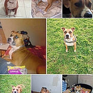 Molly a rejoint le concours — aidez-le/la à gagner de superbes lots ! dog, brown_dog, white_chest, collage, indoor, outdoor, grass, floor, tile_floor, wood_floor, person, pet, animal, playful, sitting, lying_down, tongue_out, happy, household, blanket