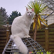 Thor a rejoint le concours — aidez-le/la à gagner de superbes lots ! cat, white_cat, fluffy, outdoor, garden, backyard, chair, wicker_chair, fence, tree, plant, tail, pet, animal, nature, daylight, house, sky, greenery, relaxing